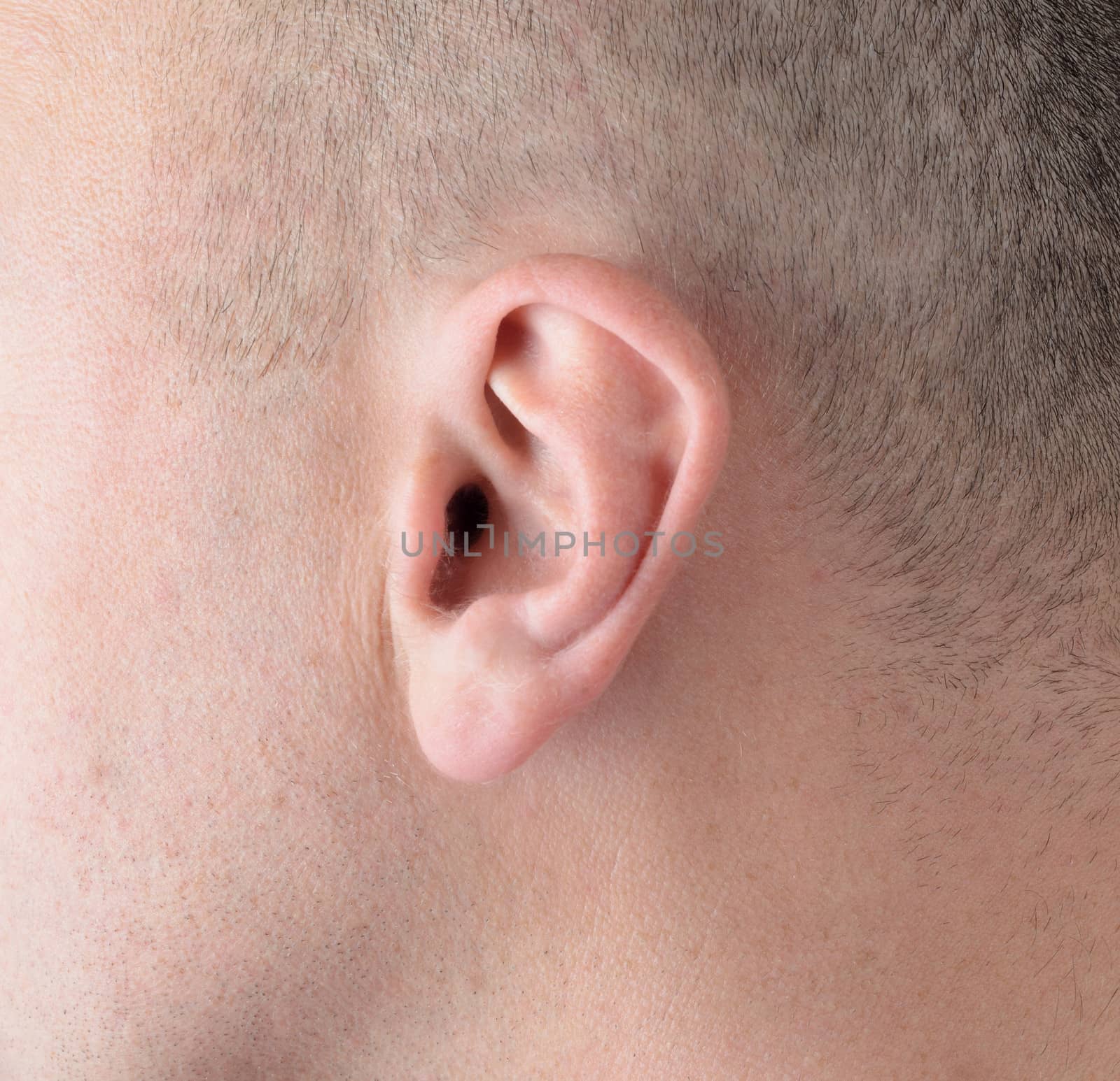 Close macro of an ear