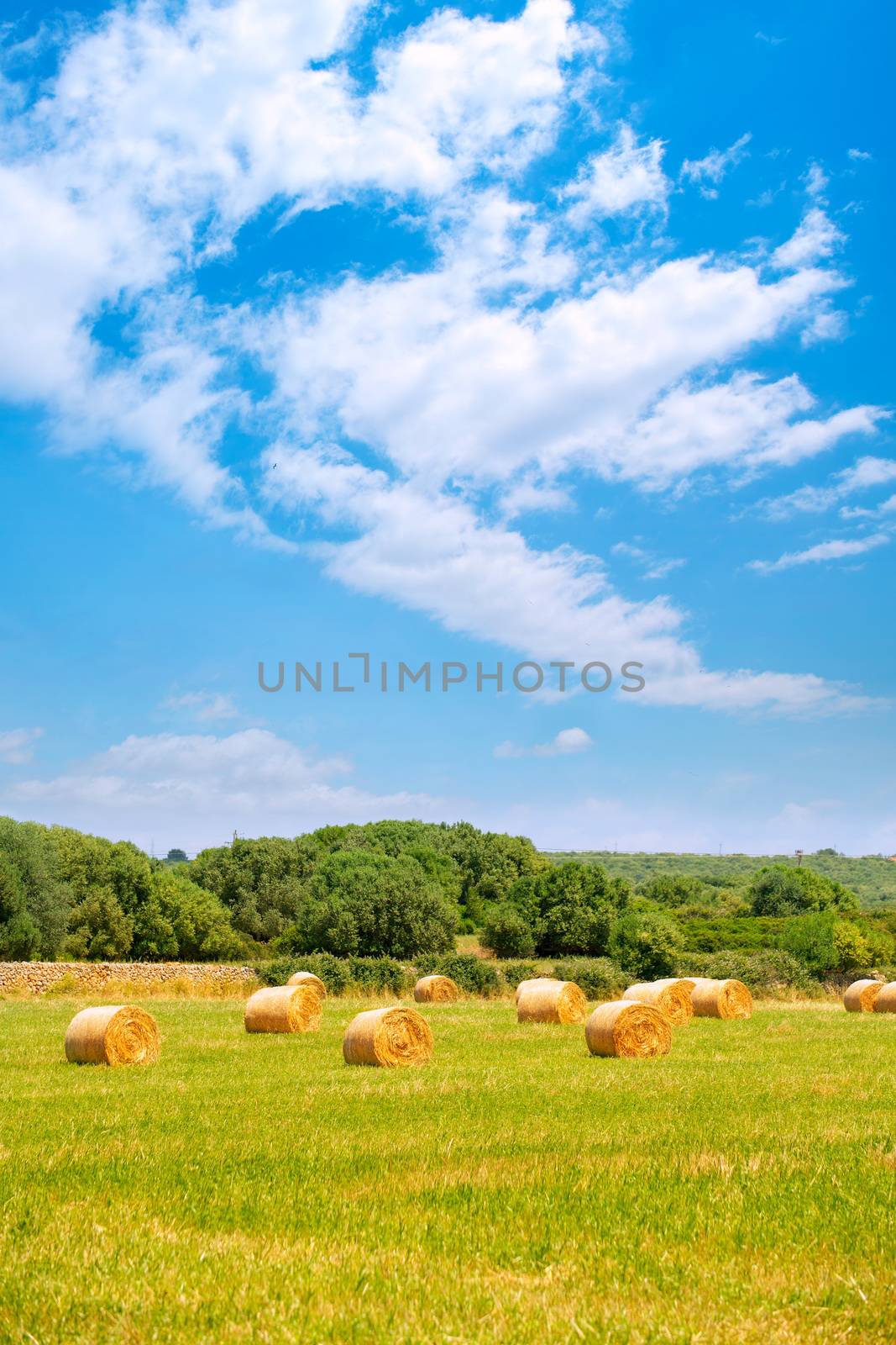 Hay round bale greenfield cereal plants in sunny day by lunamarina