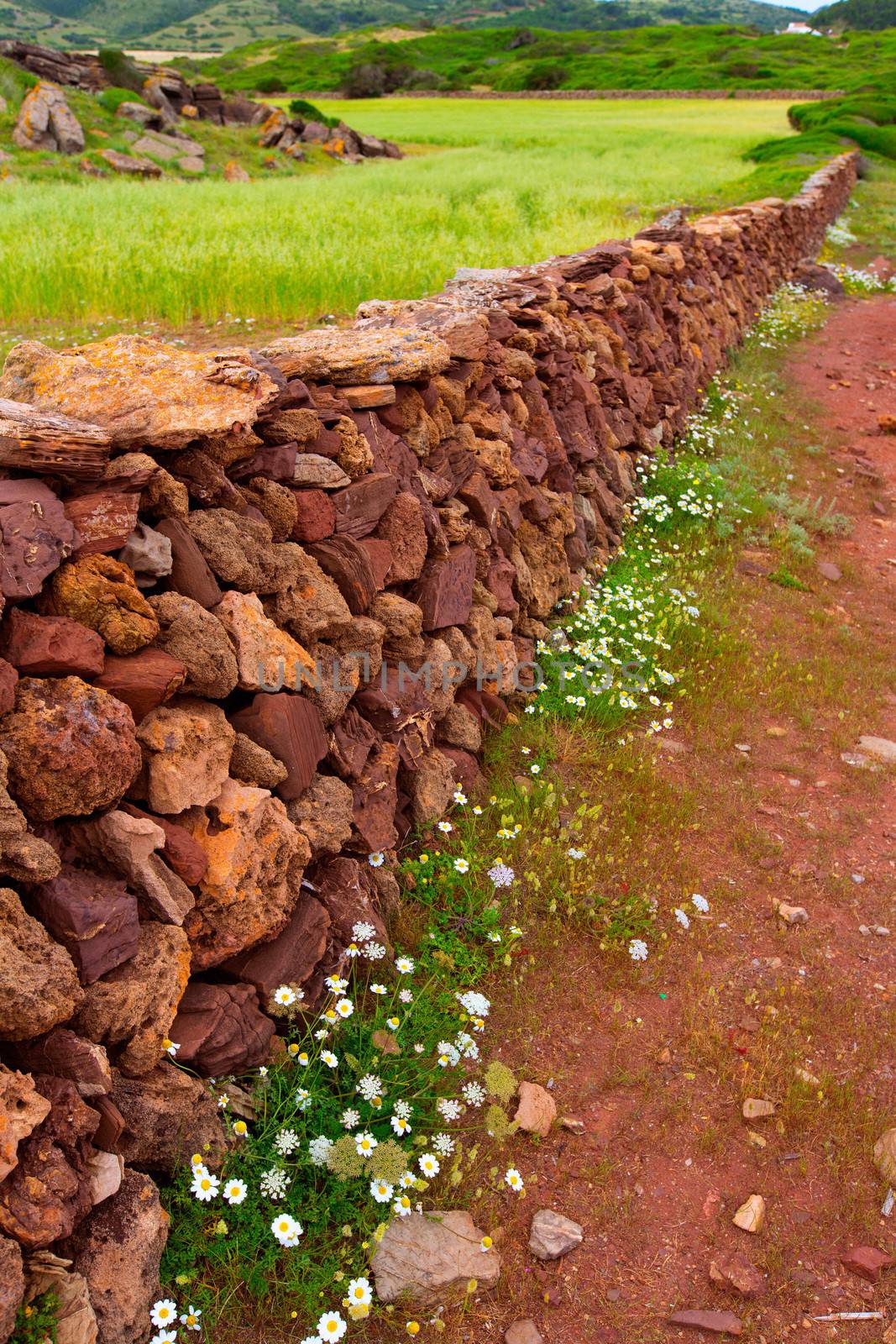 Masonry stonewall in spring with flowers Menorca by lunamarina