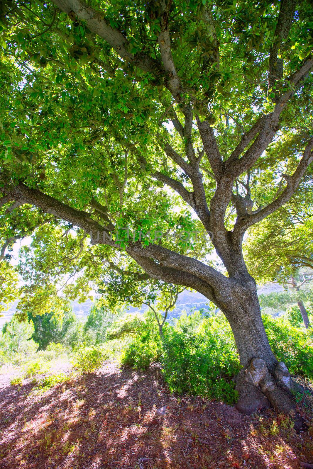 Menorca oak tree forest in northern cost near Cala Pilar by lunamarina