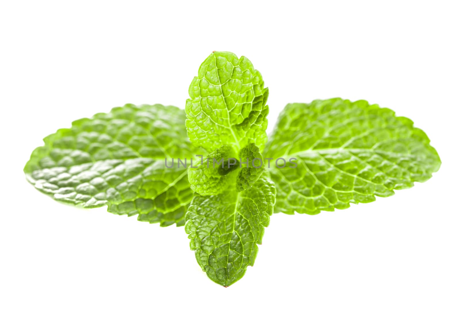 Mint leaves close up isolated on white