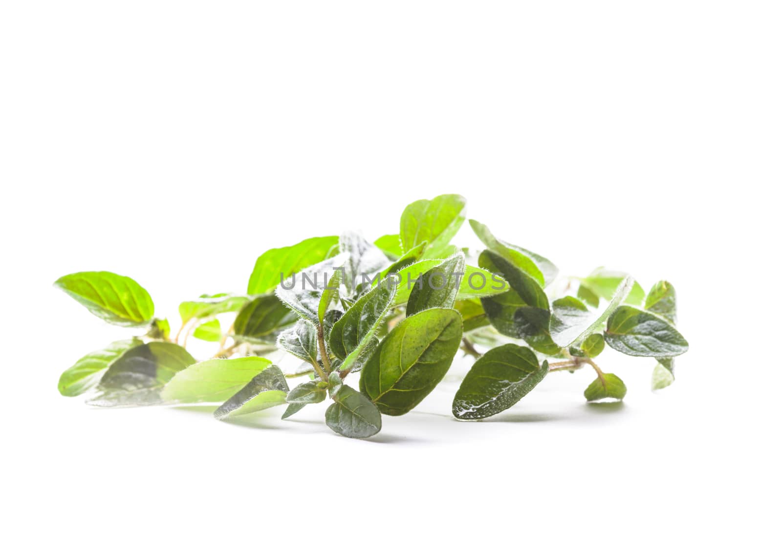 Green fresh twig of oregano isolated on white