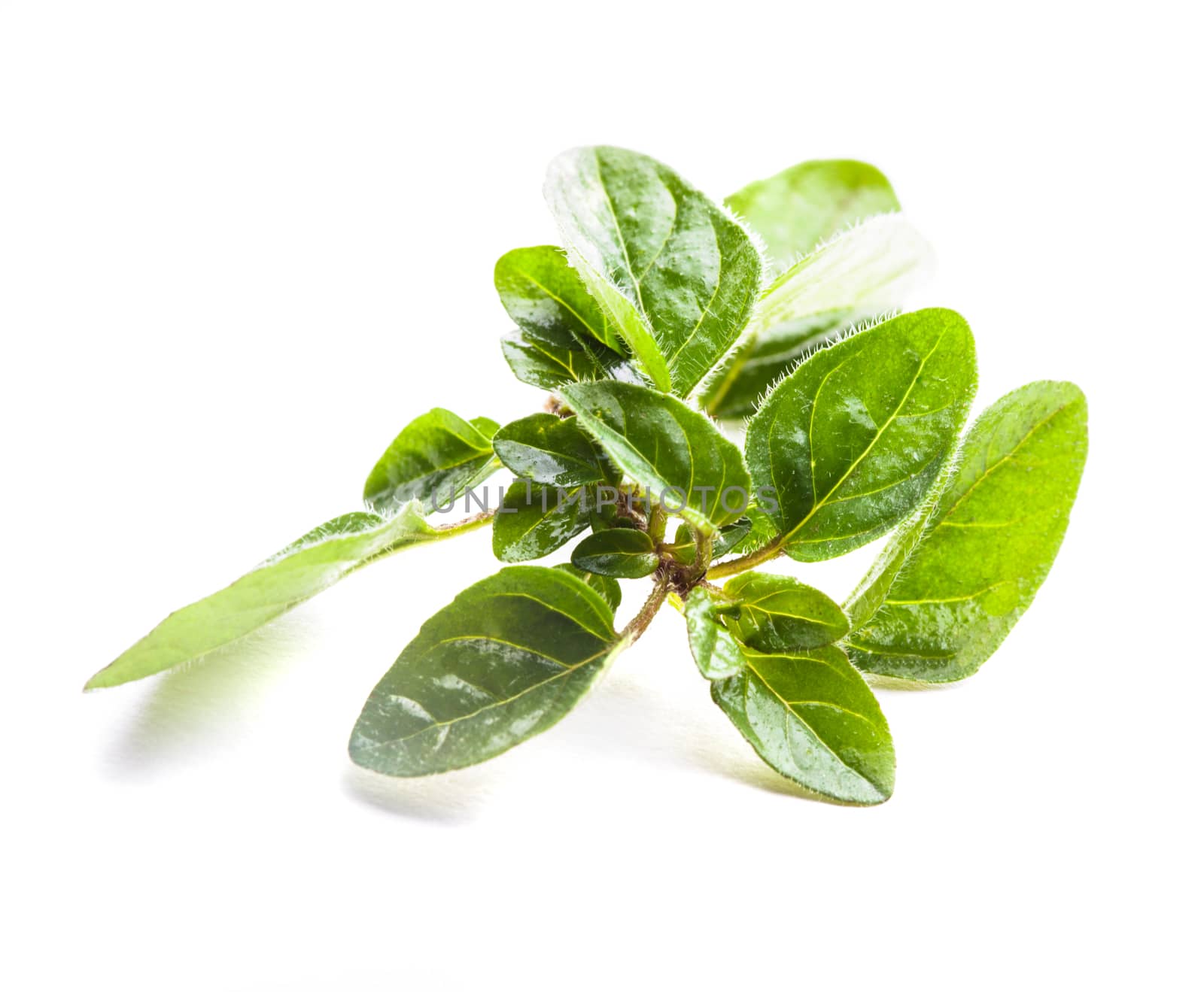 Green fresh twig of oregano isolated on white