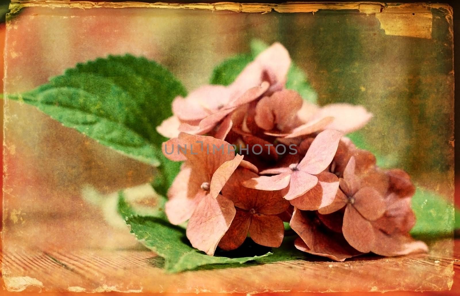 vintage hortense flower by efka