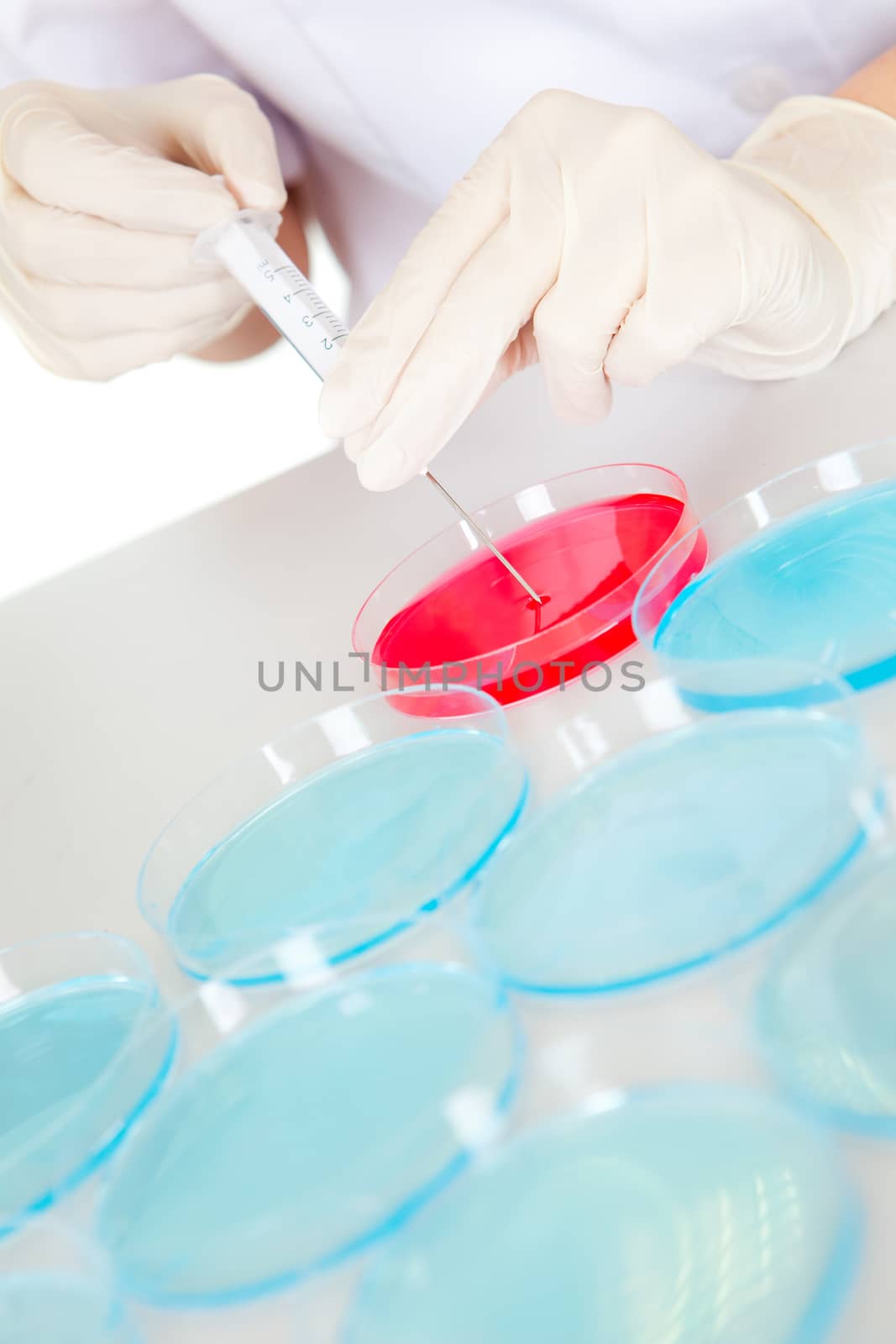 Researcher making an expering using petri dishes in laboratory