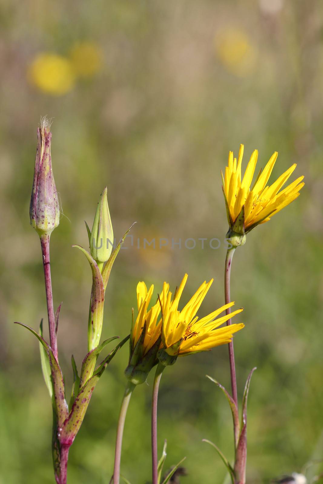 autumn yellow flowers close up