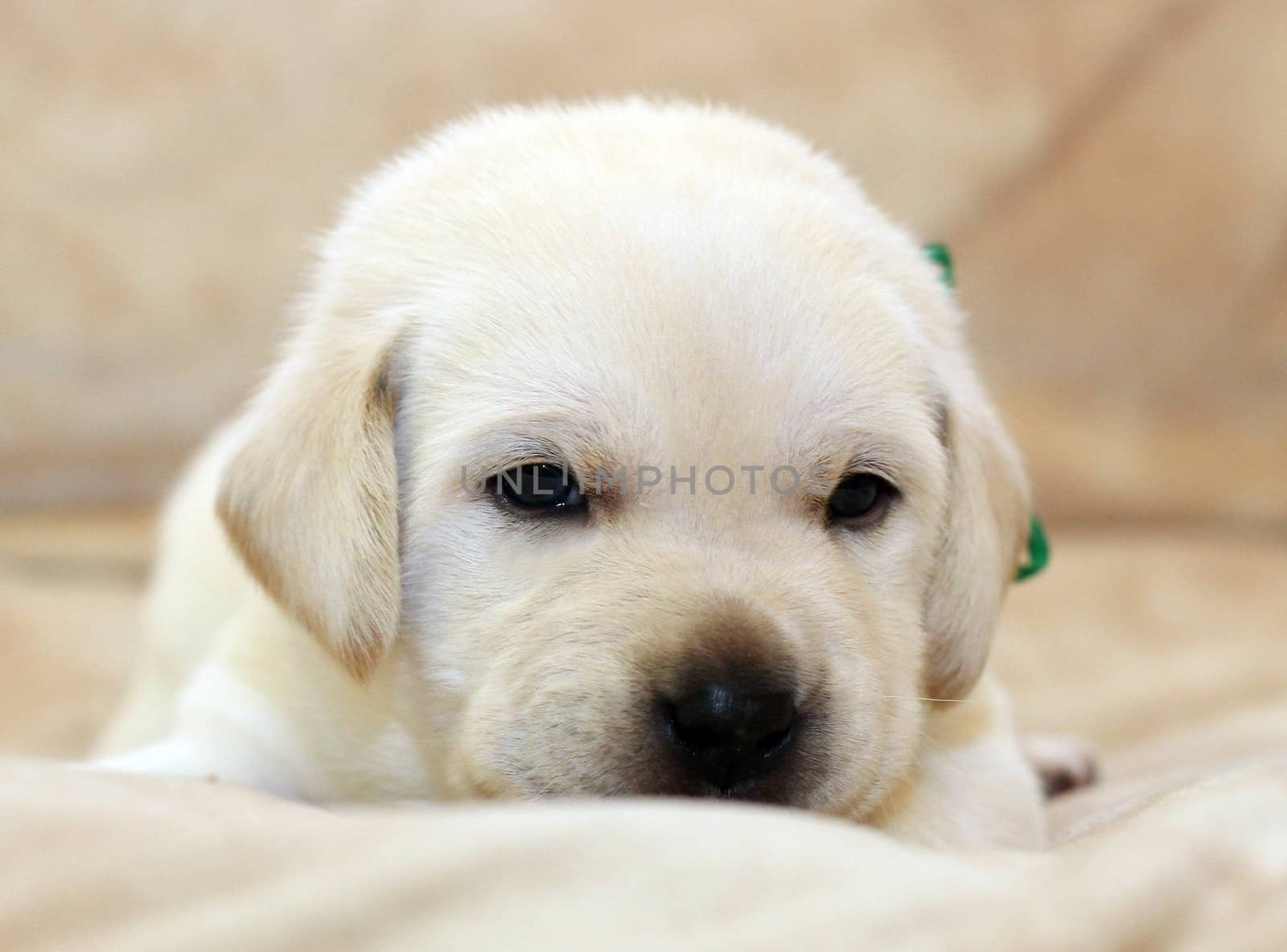 sweet yellow labrador puppy on the pale background  portrait