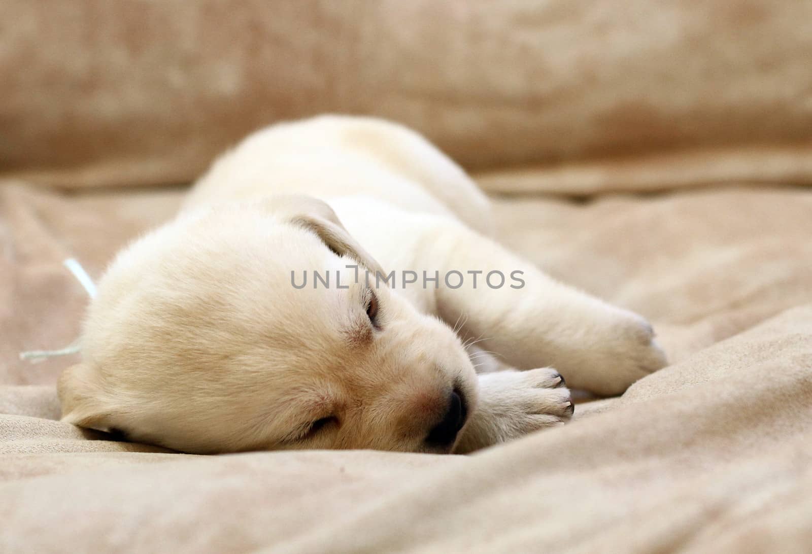 sweet yellow labrador puppy on the pale background