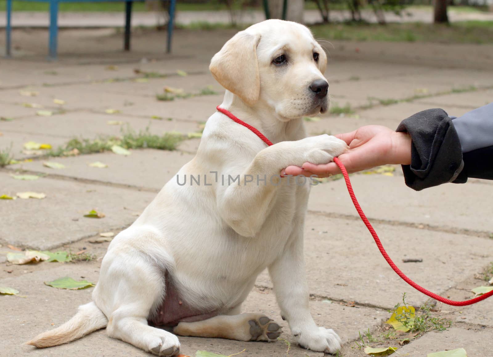 happy yellow labrador puppy giving a paw