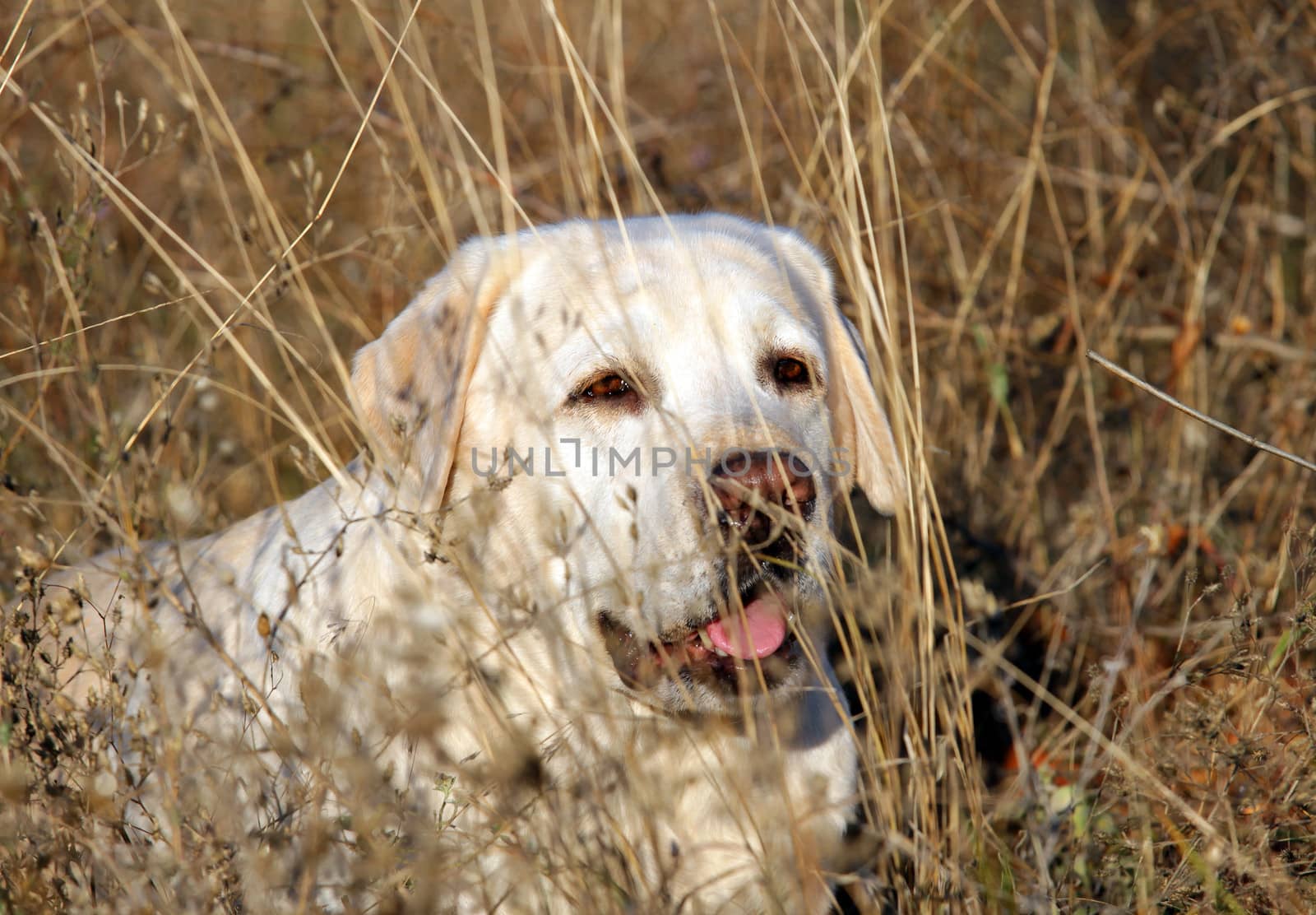 yellow labrador in the park in autumn portrait in the yellow grass