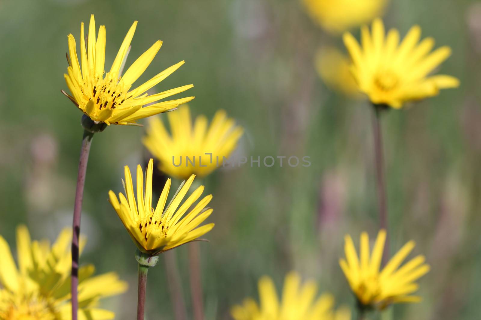 meadow with yellow flowers close up by goce