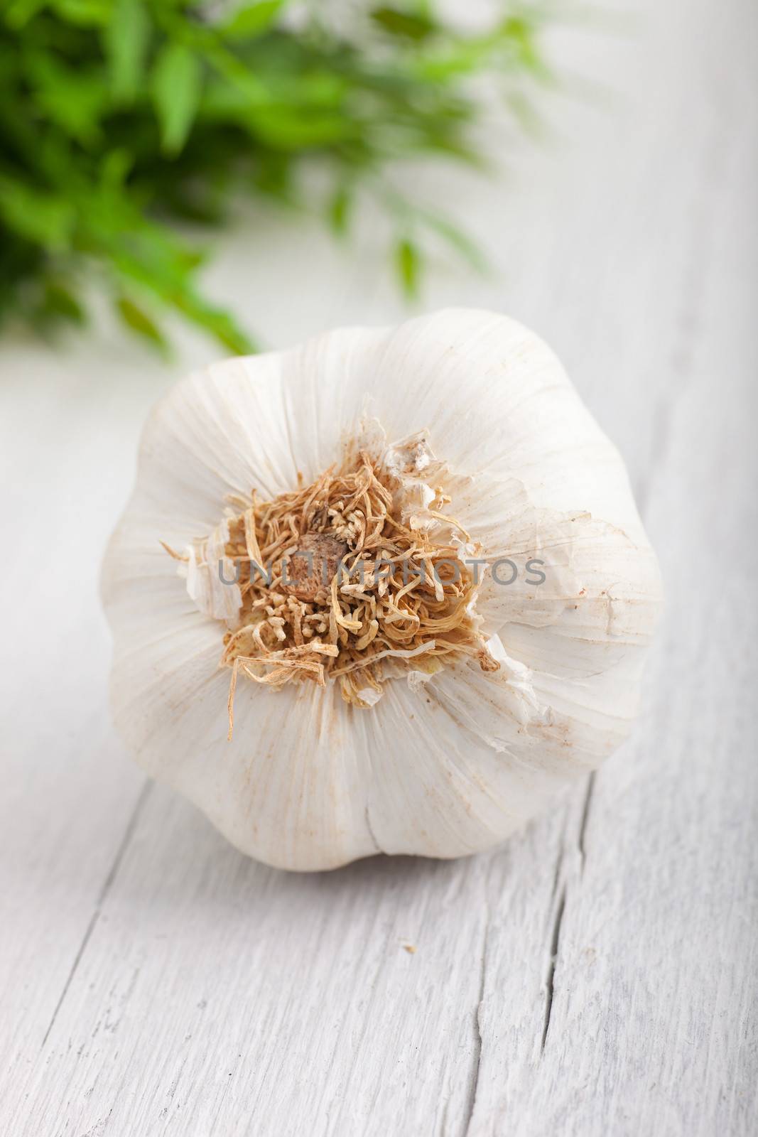 Fresh whole garlic bulb used as a pungent flavouring in cooking, with a view to the bottom of the bulb as it lies on a rustic white painted wooden surface