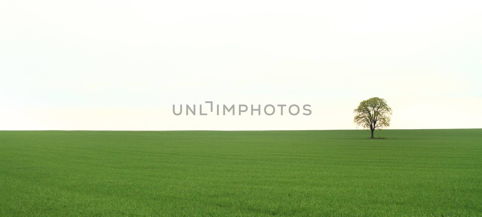 Green tree in full leaf in a field summer