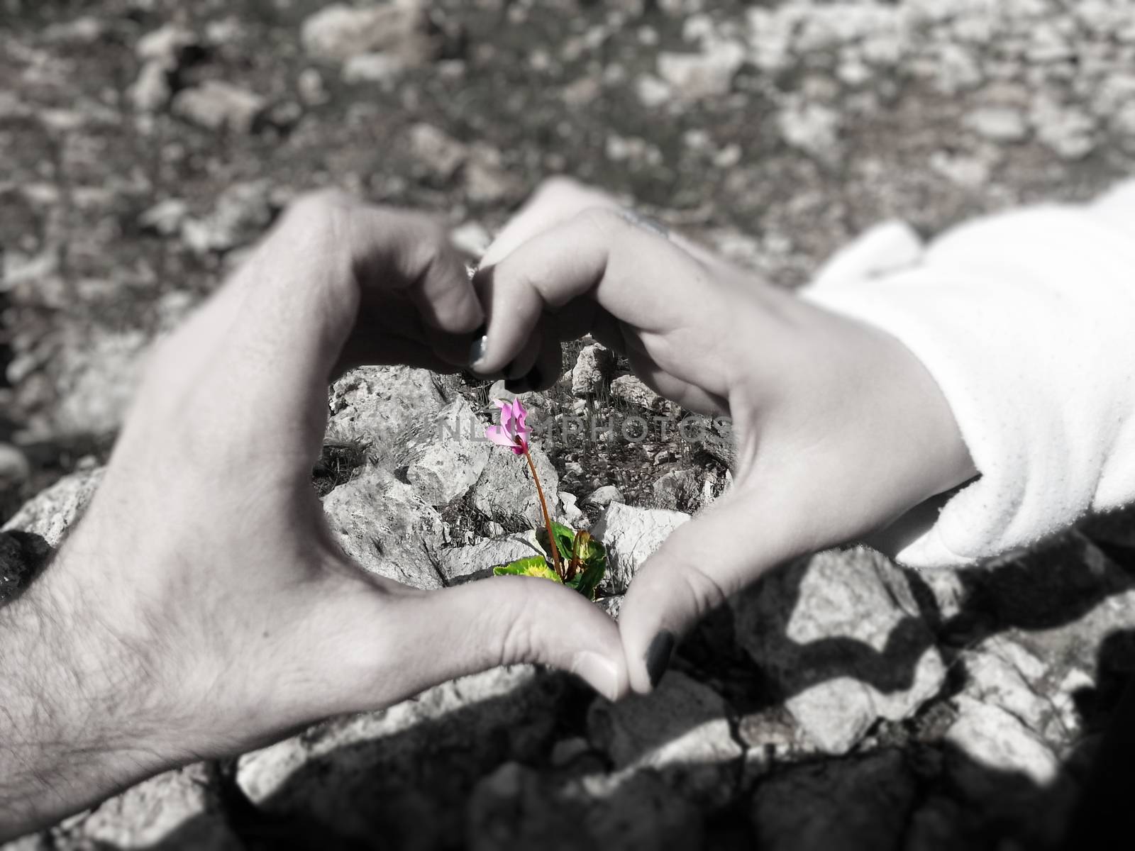 Two hands that create heart shape. In the heart there is a pink cyclamen that lies within rocks. Black and white background.