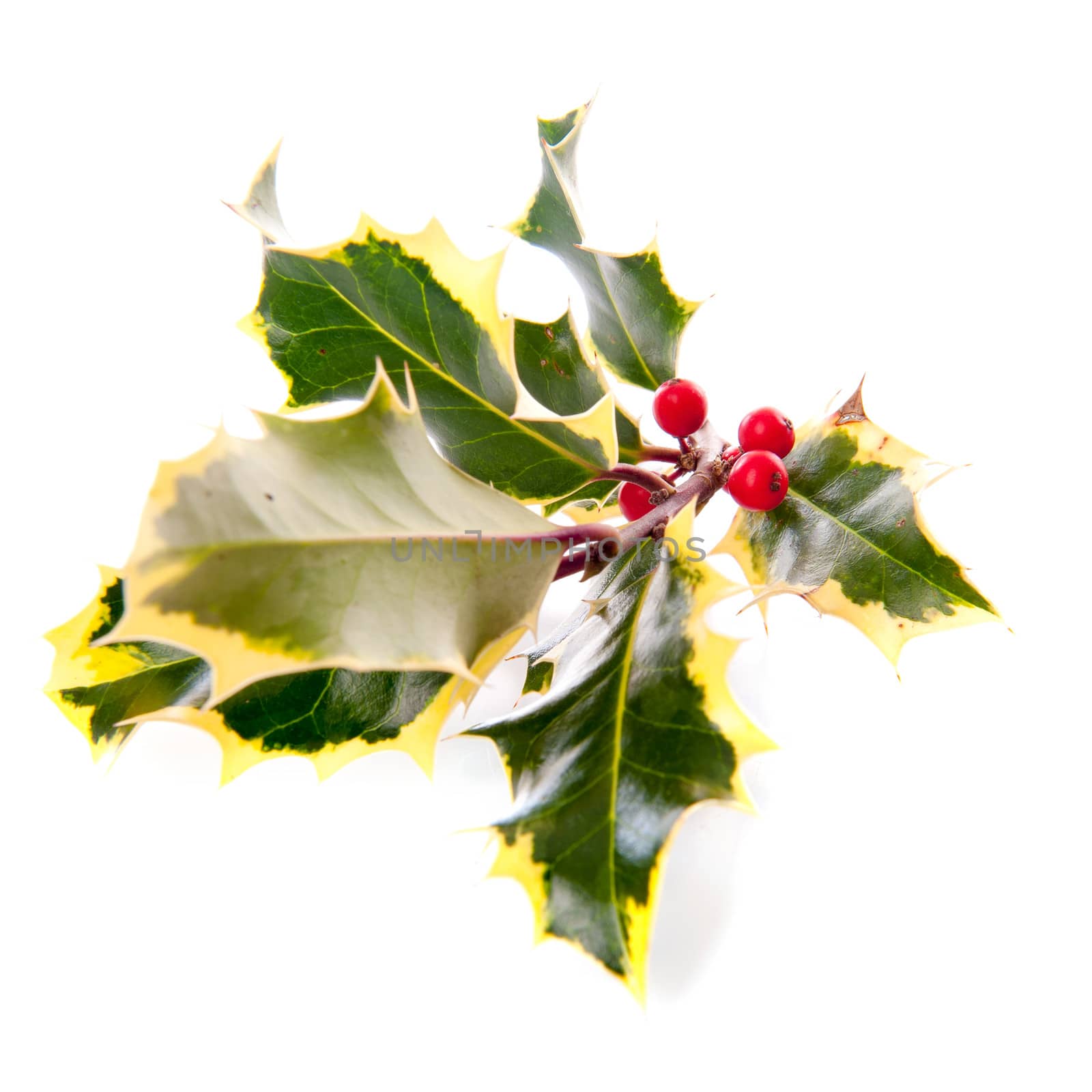 a branch of holly from above, for Christmas, on a white background