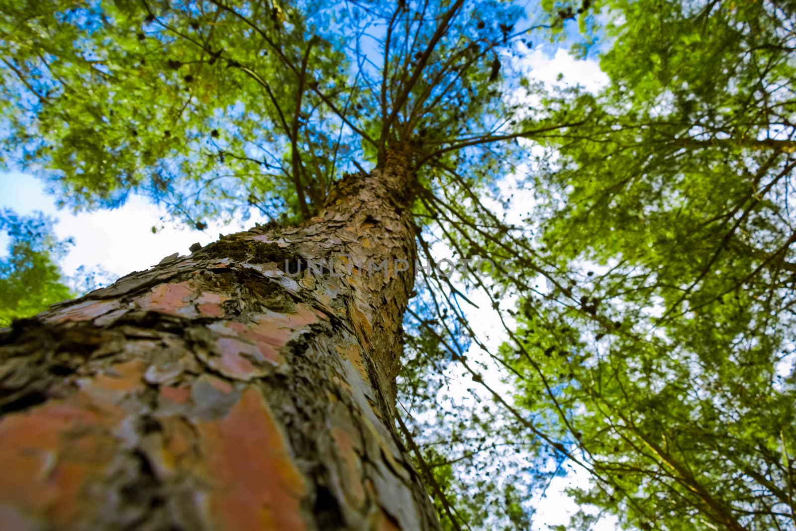 Tree with a narrow depth of field