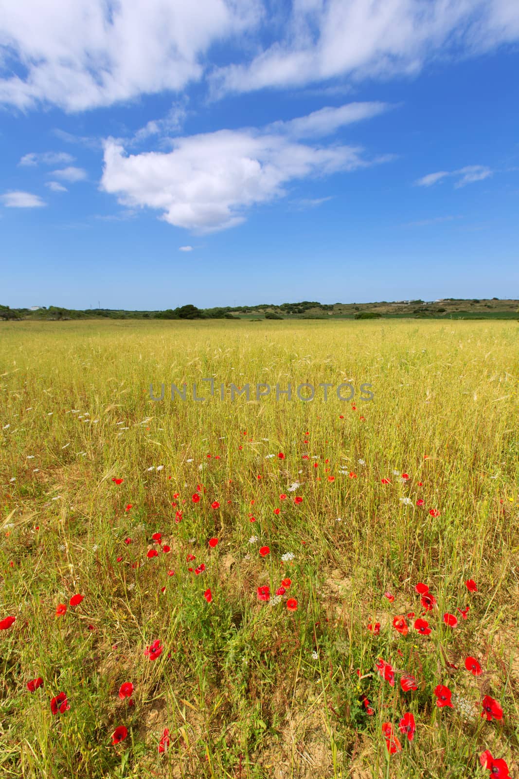 Menorca Ciutadella green grass meadows with red poppies by lunamarina