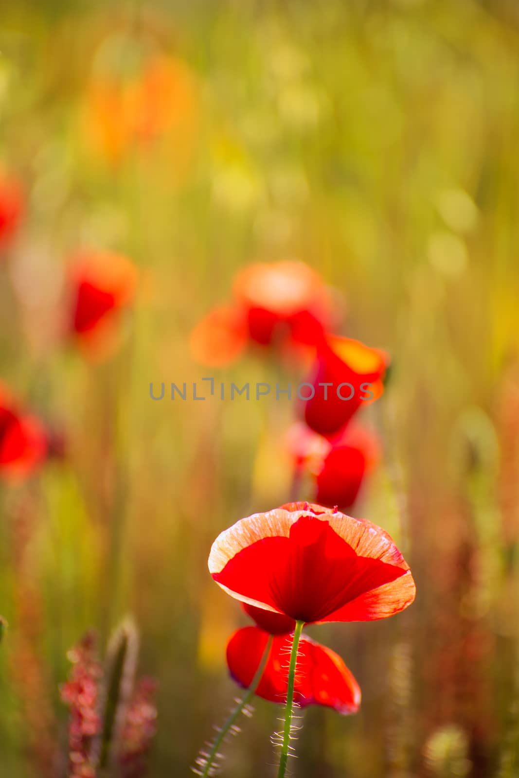 Poppies Poppy red flowers in Menorca spring fields Balearic Islands