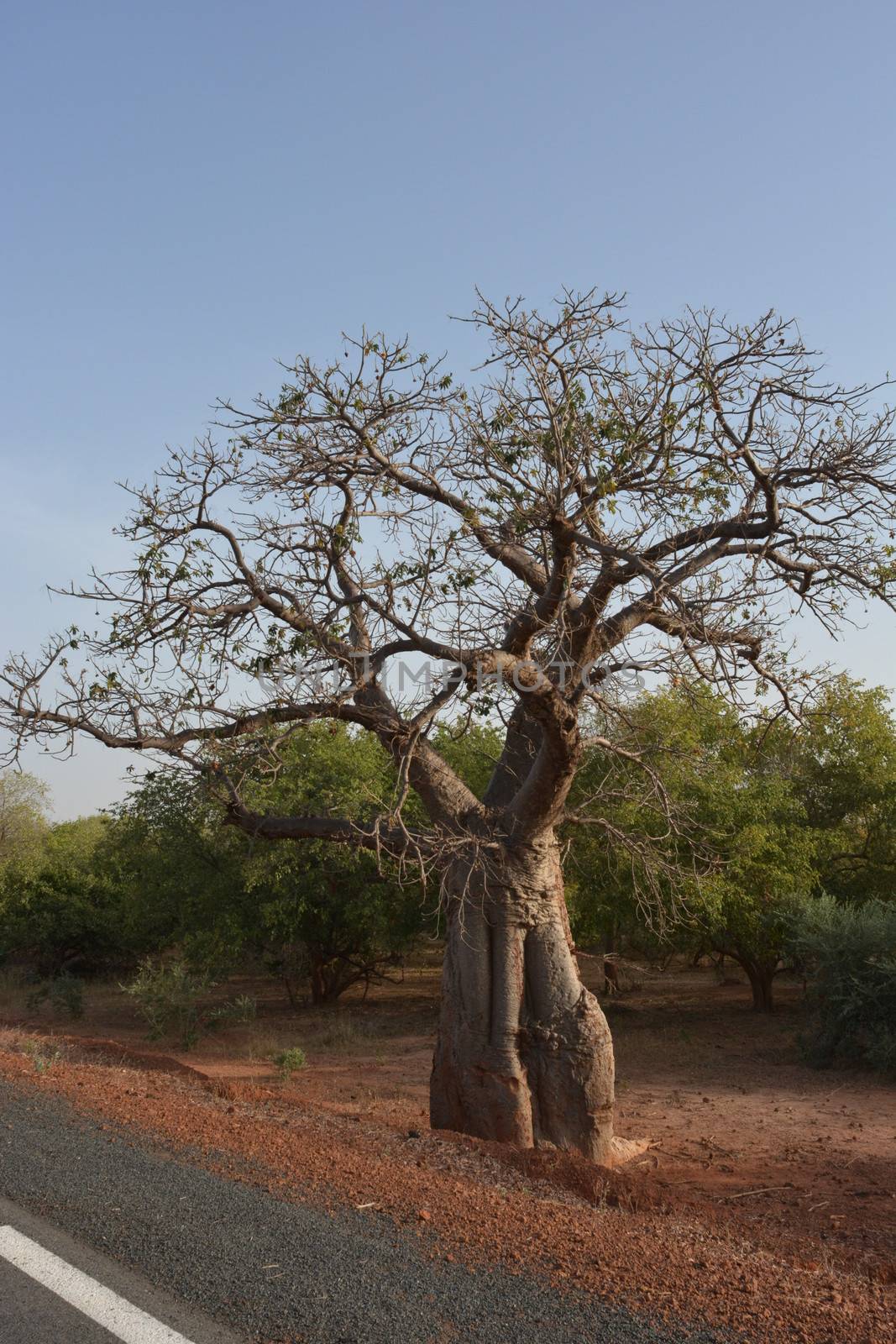 old baobab tree