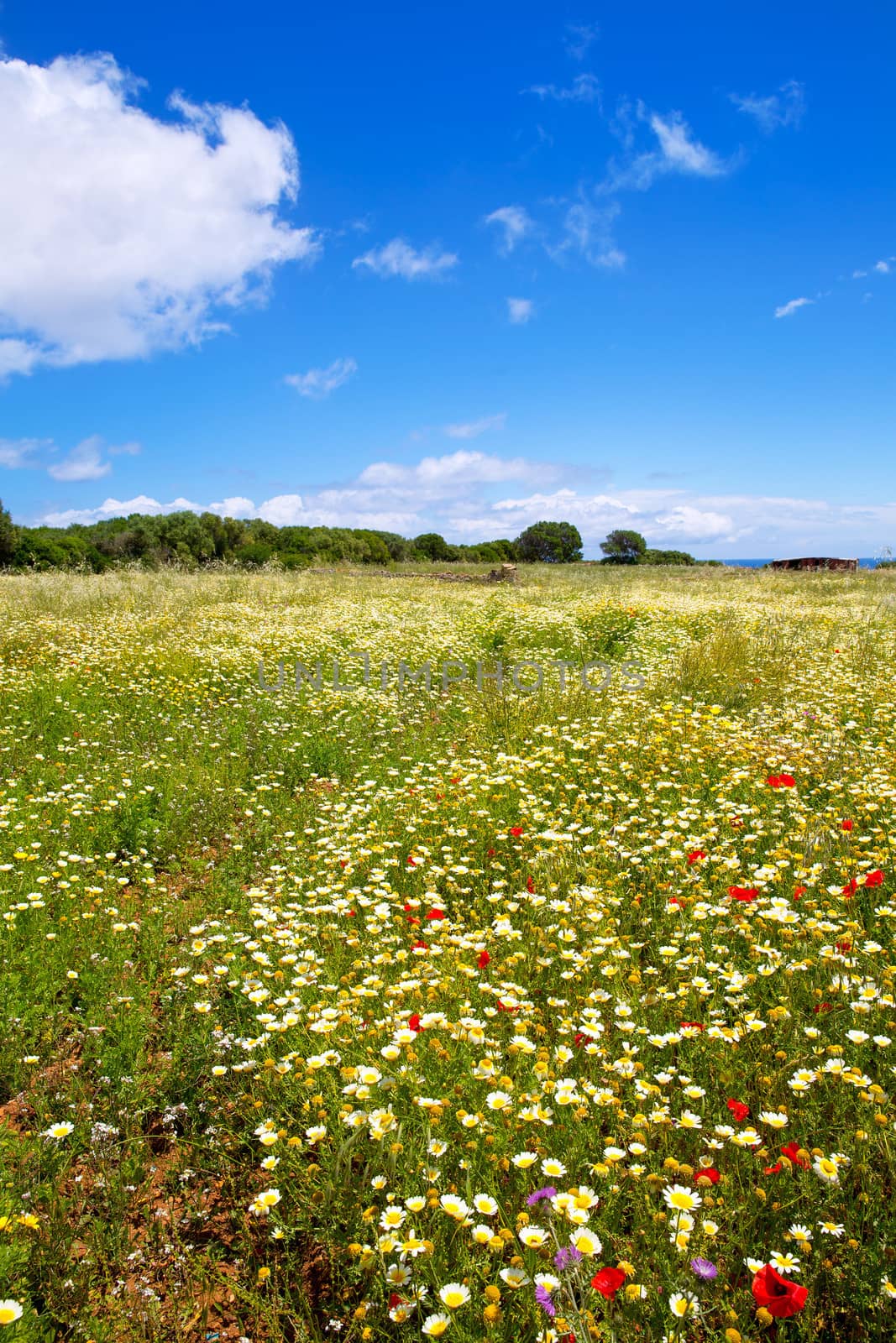 Menorca spring field with poppies and daisy flowers by lunamarina