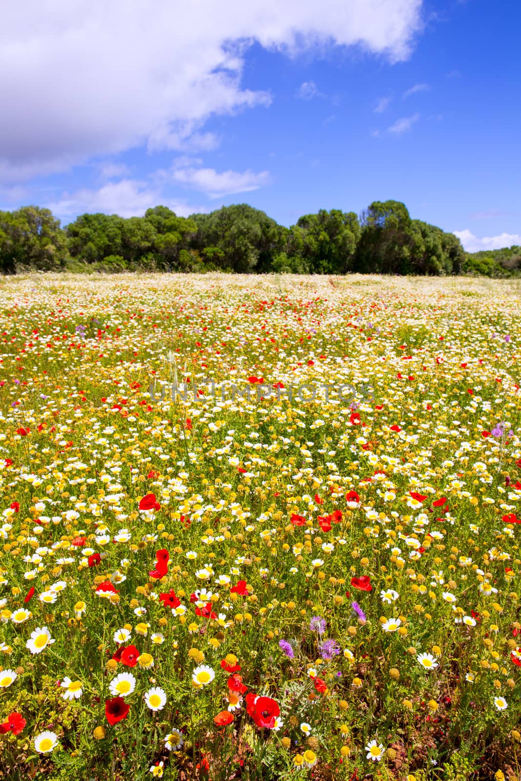 Menorca spring field with poppies and daisy flowers in Balearic Islands
