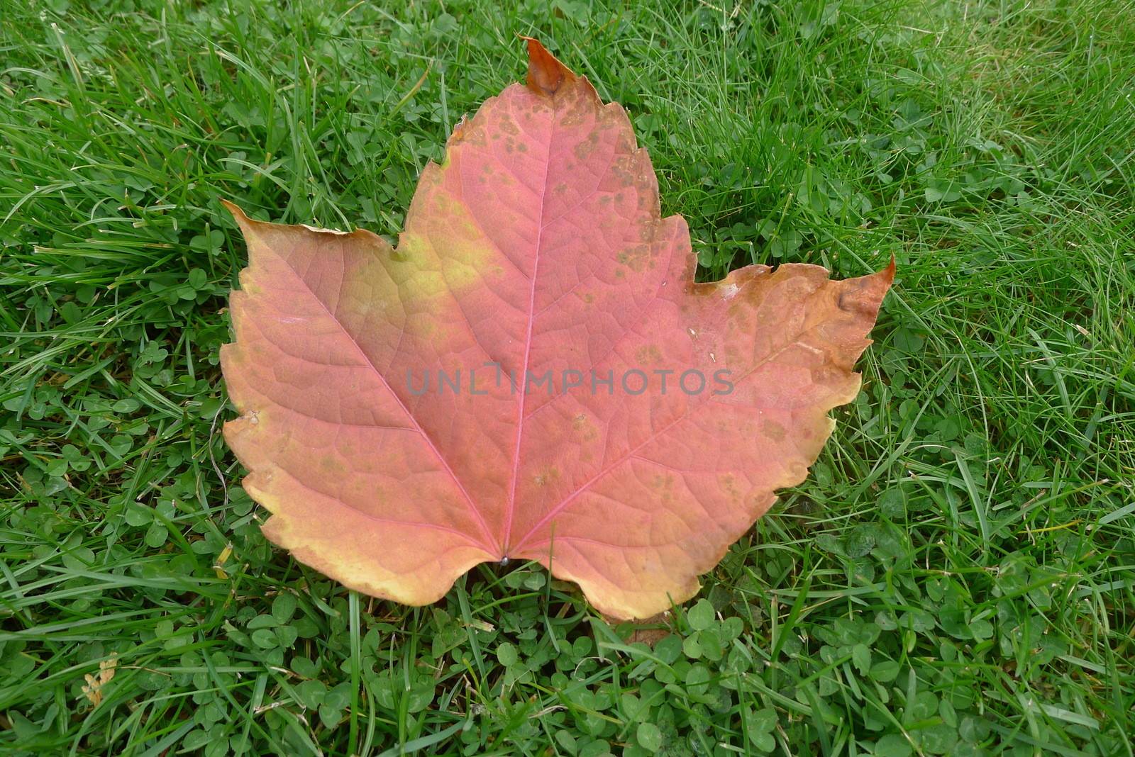 Autumn leaf by Bildehagen