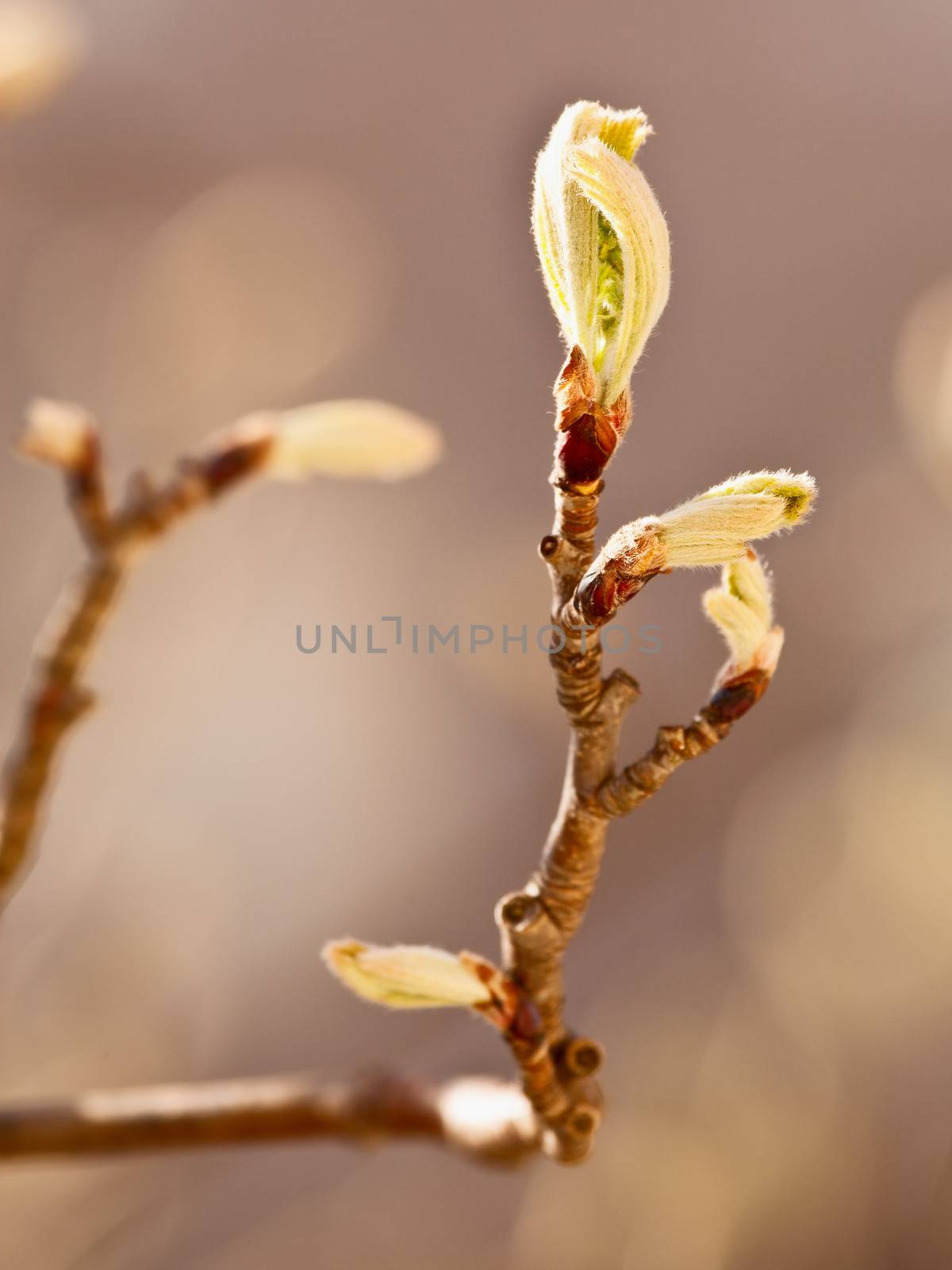 Kidneys are dismissed on trees in the spring, young leaves reveal