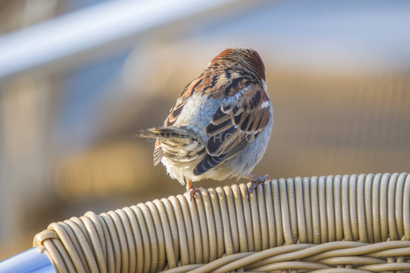 The image is shot at a cafe by Tista river in Halden, Norway. The bird sits on a chair.