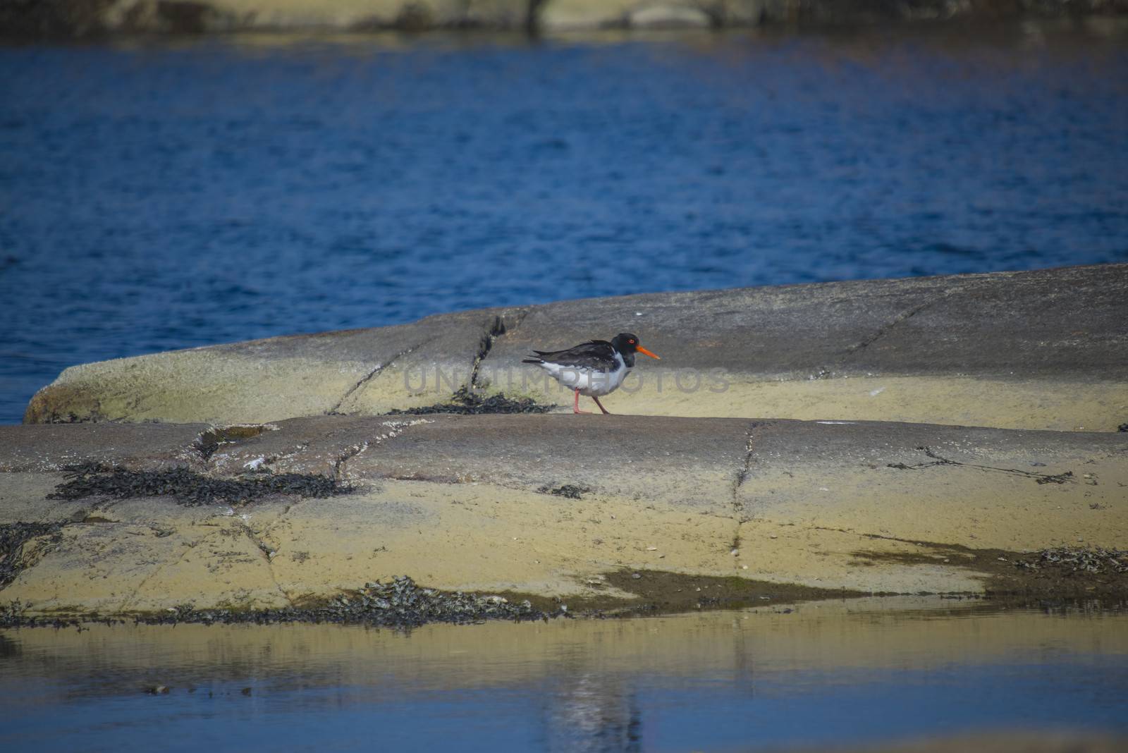 The picture of Oystercatcher, Haematopus ostralegus is shot in Dusa which is a recreation area just outside Halden city, Norway.