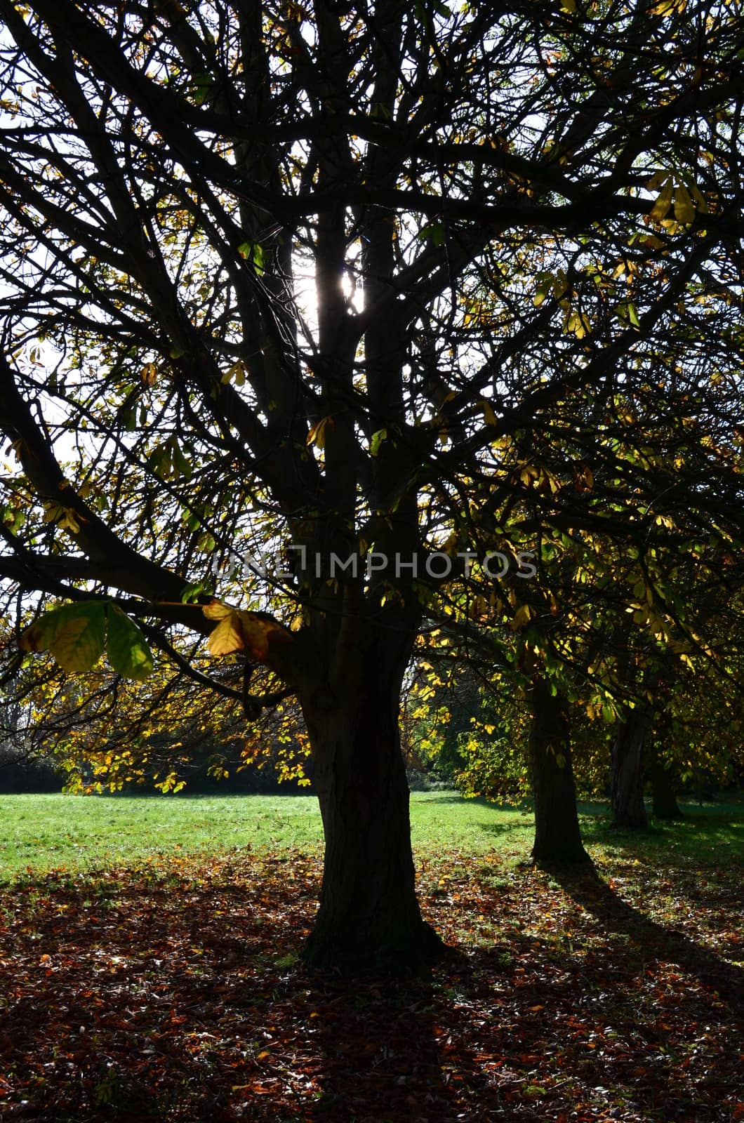 England in Autumn. by bunsview