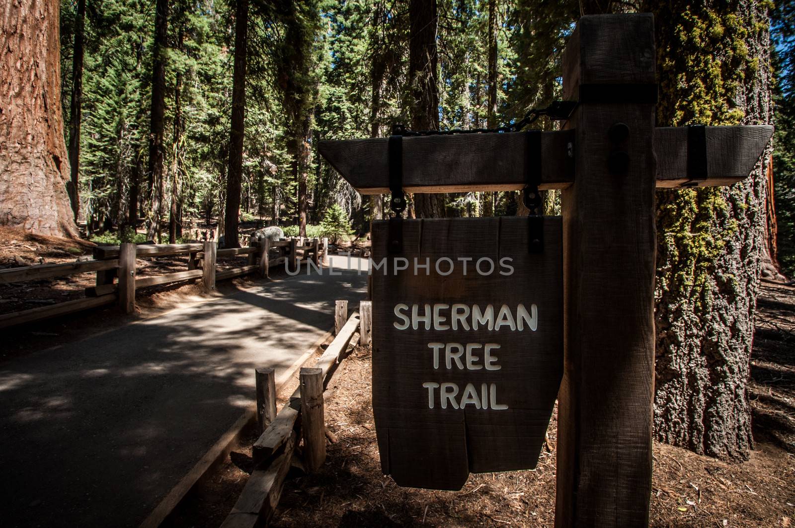 sherman tree trail inside by weltreisendertj