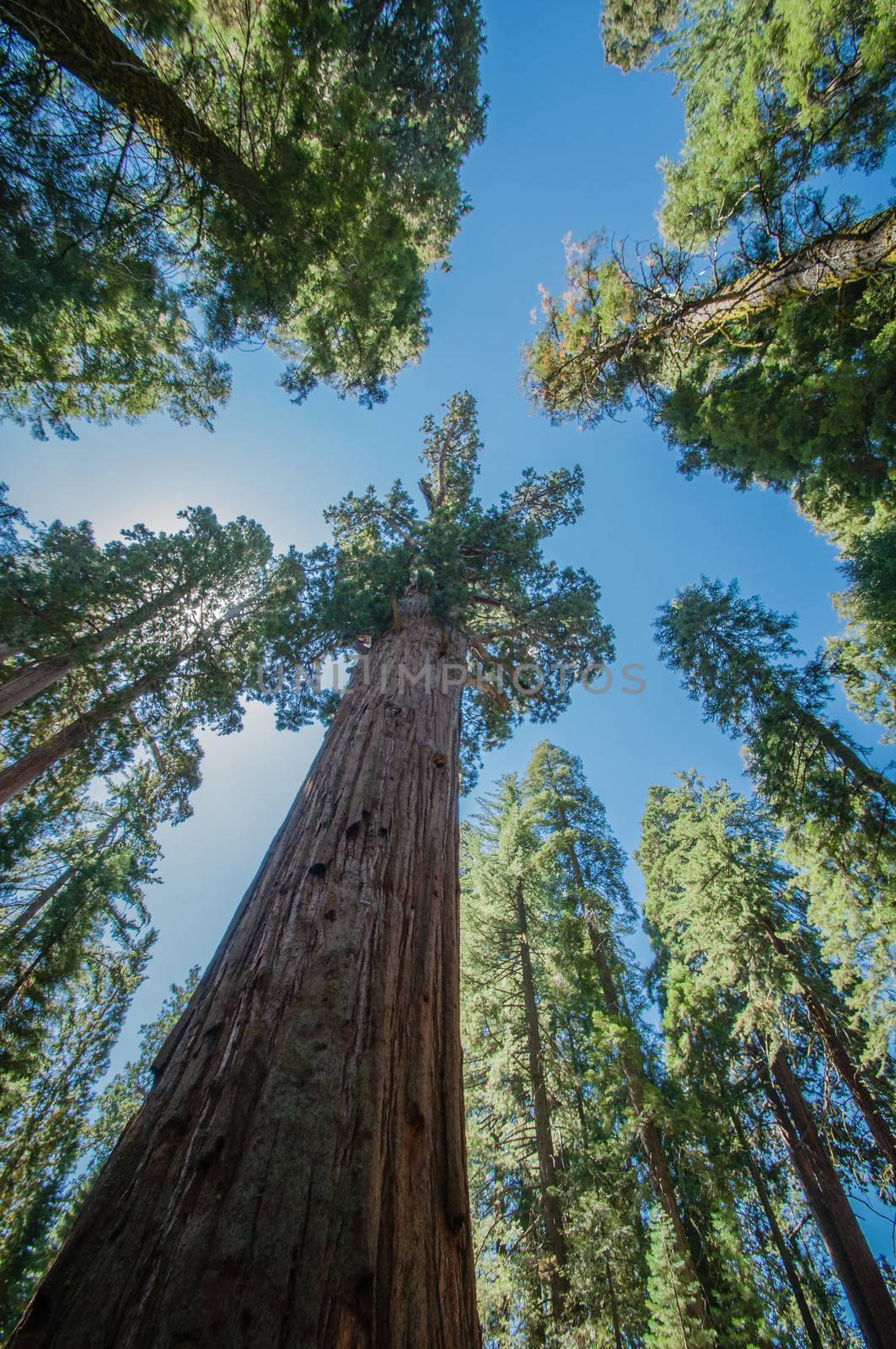 Sequoia blue sky by weltreisendertj