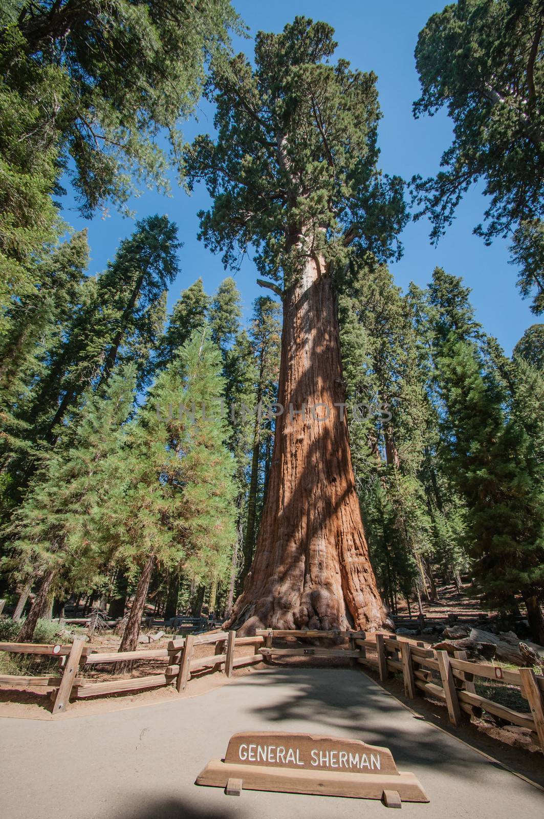 Sequoia national park Geneal Sherman tree