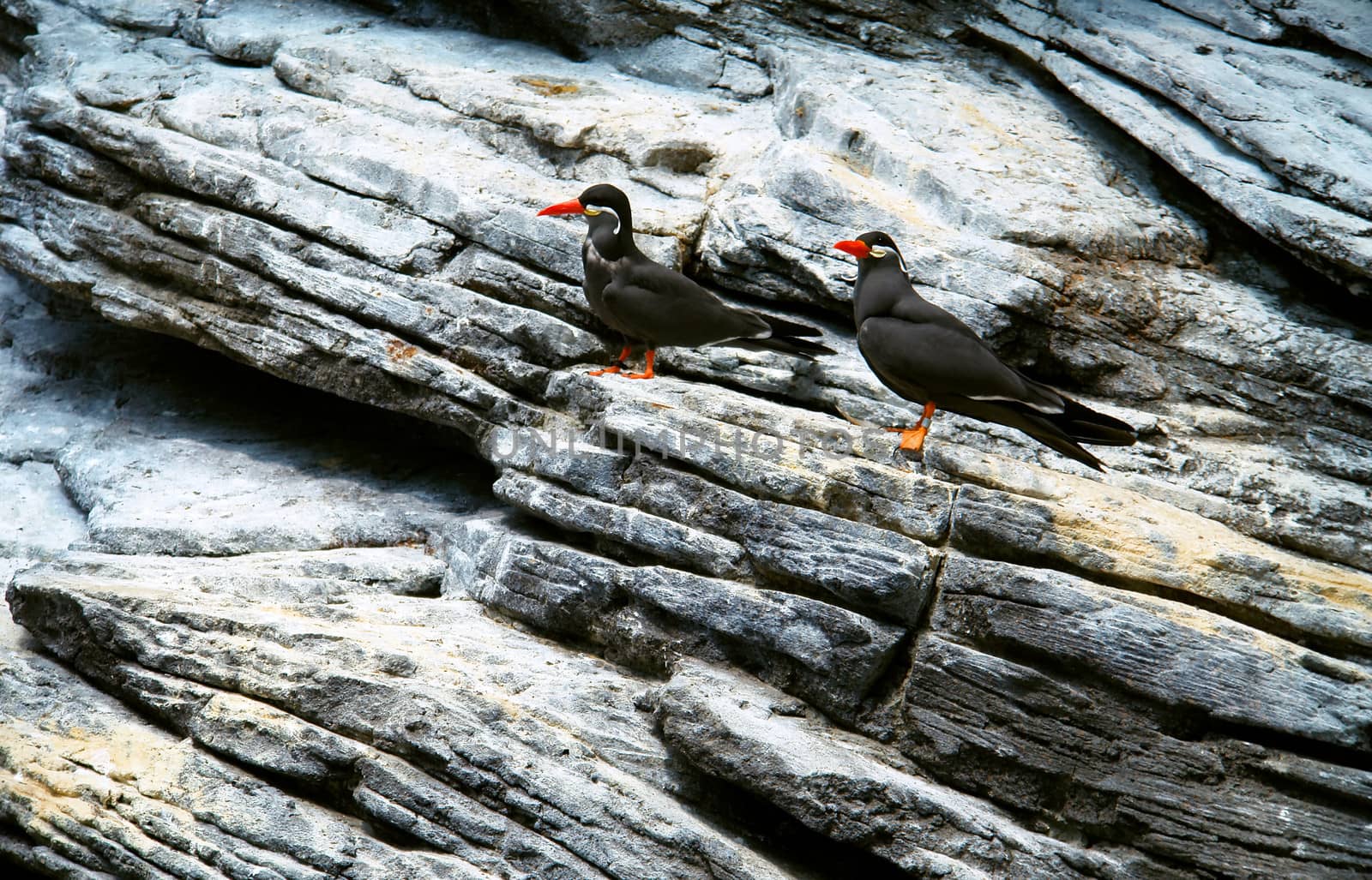 Inca Tern. (Scientific name: Larosterna Inca) by ptxgarfield