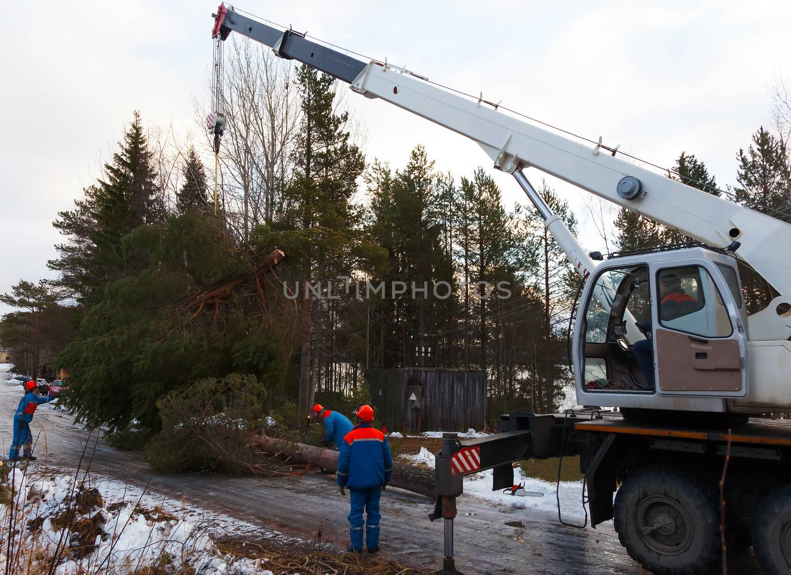 Rescue workers removed the tree felled by Hurricane using a crane