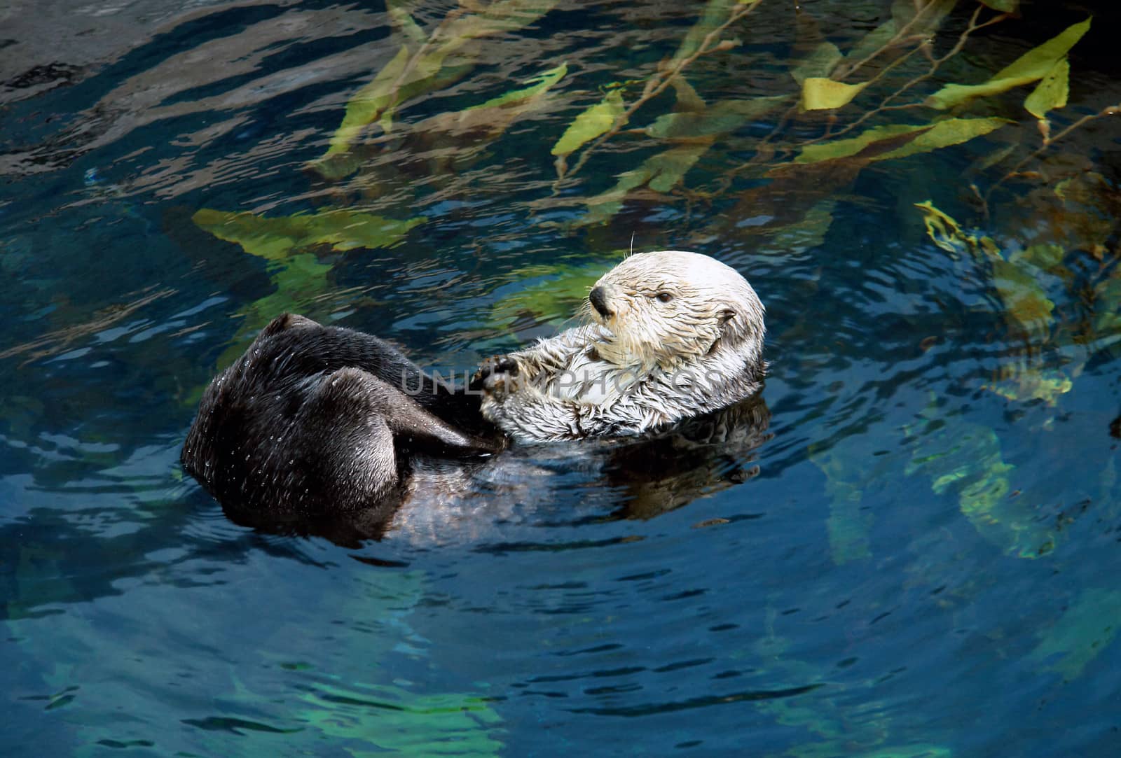  Sea otter swiming (Scientiphic name: Enhydra lutris)                       