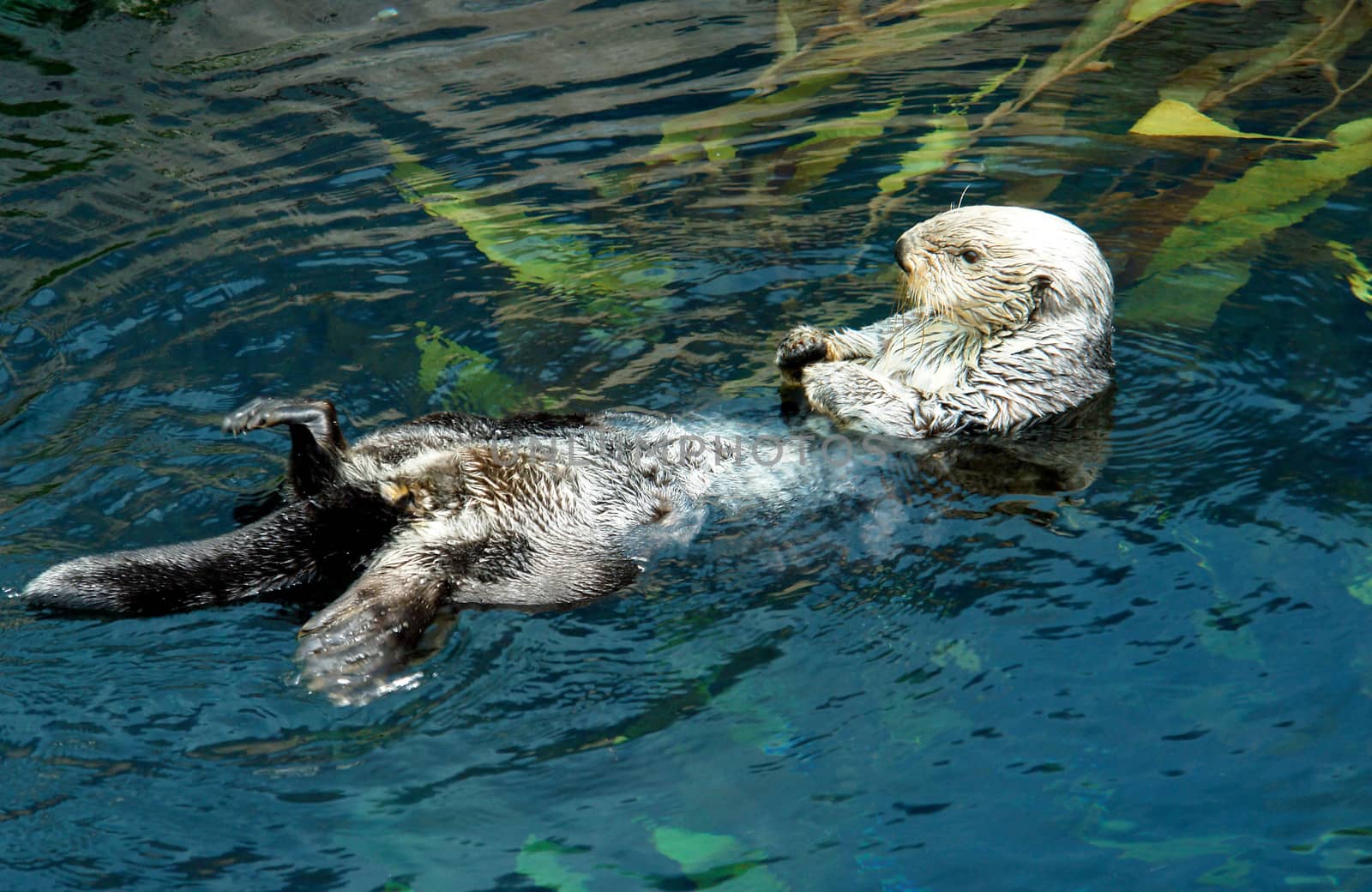 Sea otter swiming (Scientiphic name: Enhydra lutris)