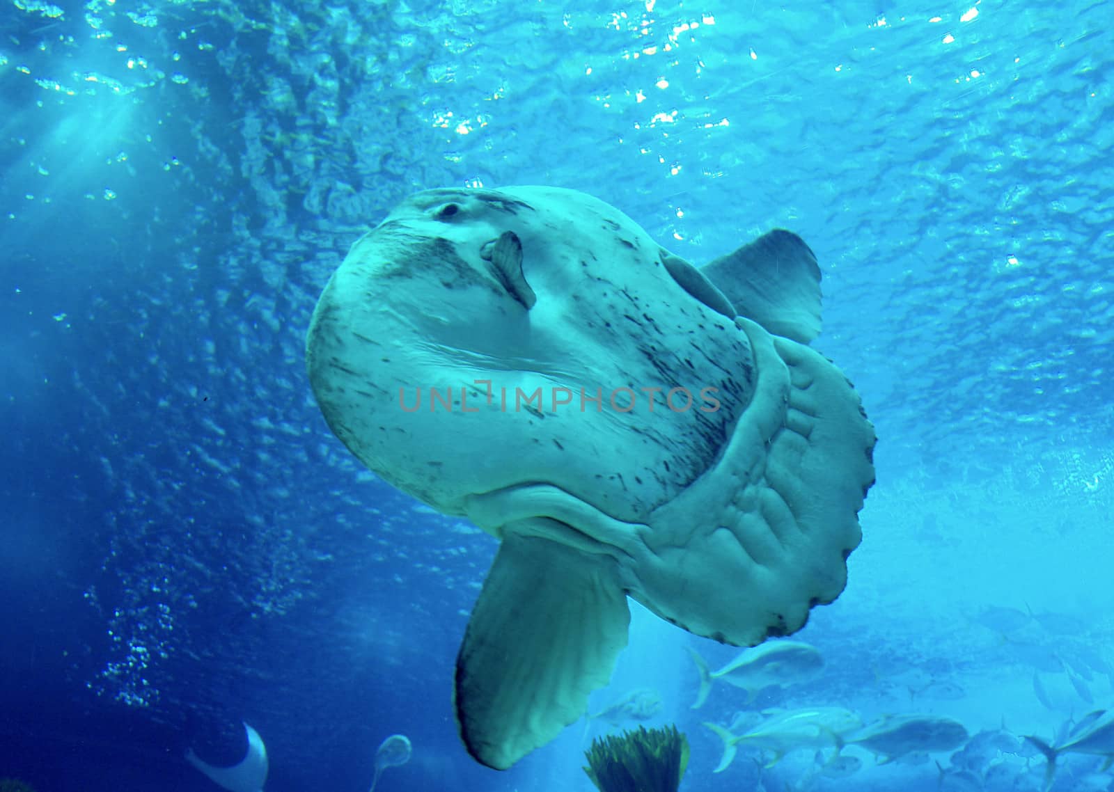 Huge luna-fish (mola-mola or ocean sunfish) in aquarium by ptxgarfield