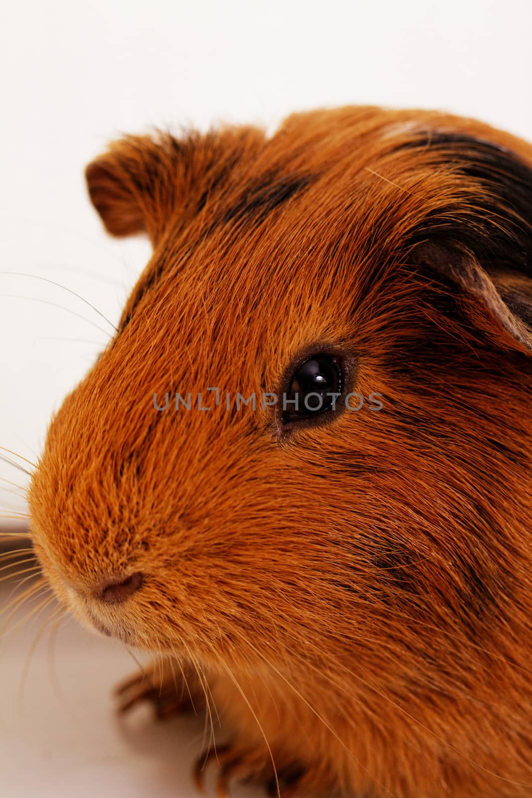 guinea pig head close-up (macro)