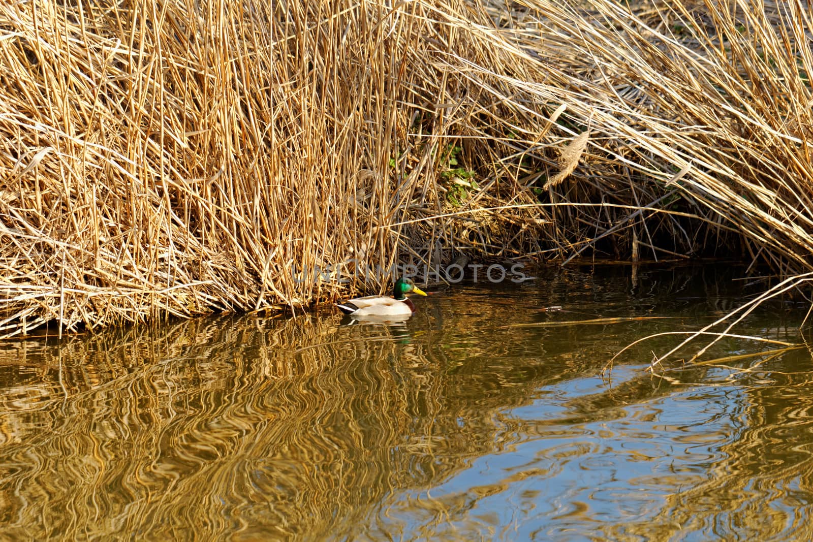 reedy lakeside  by NagyDodo