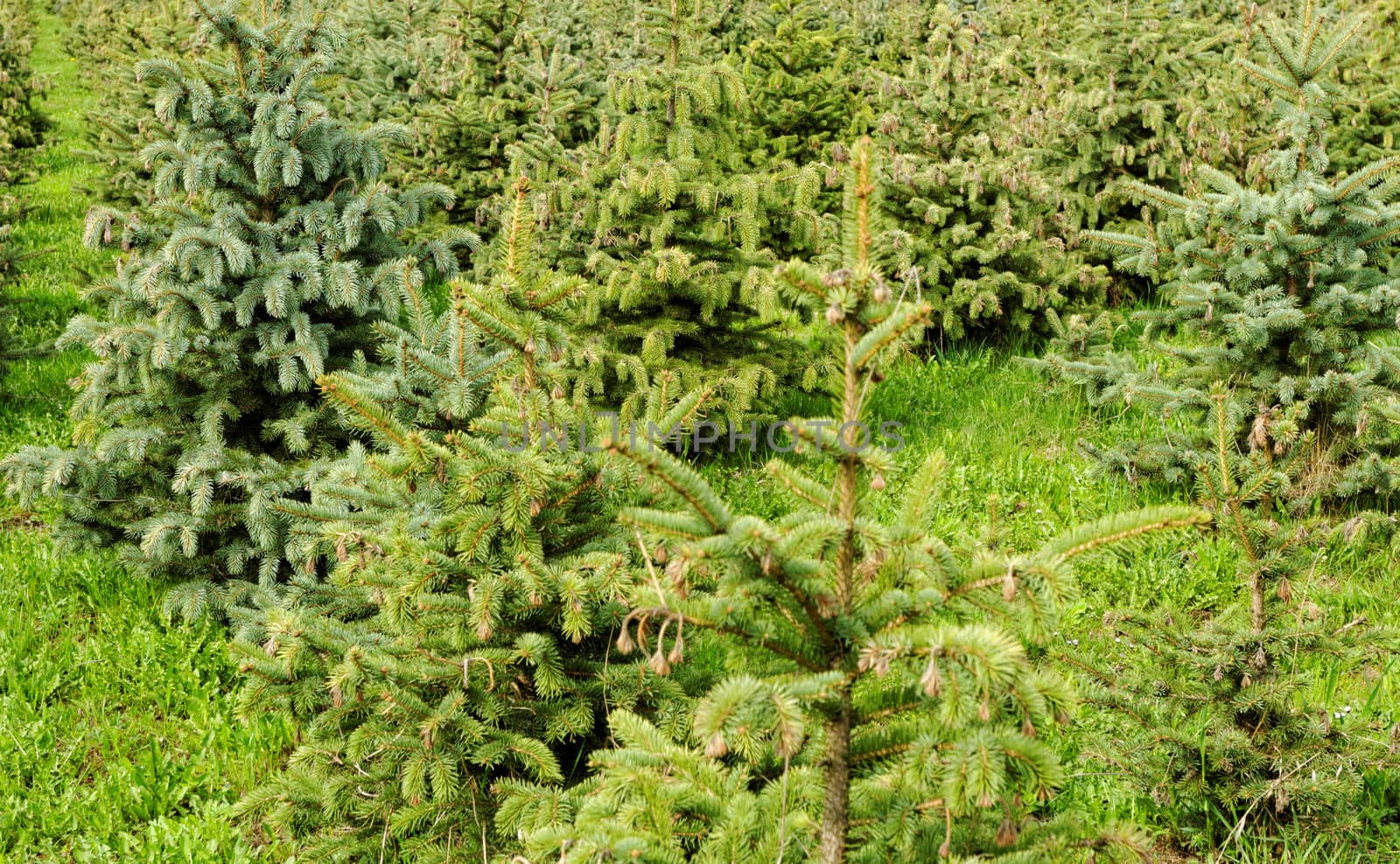 many small pine trees 