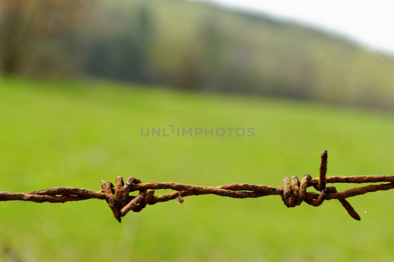 barbed Wire fence in front of the green meadow