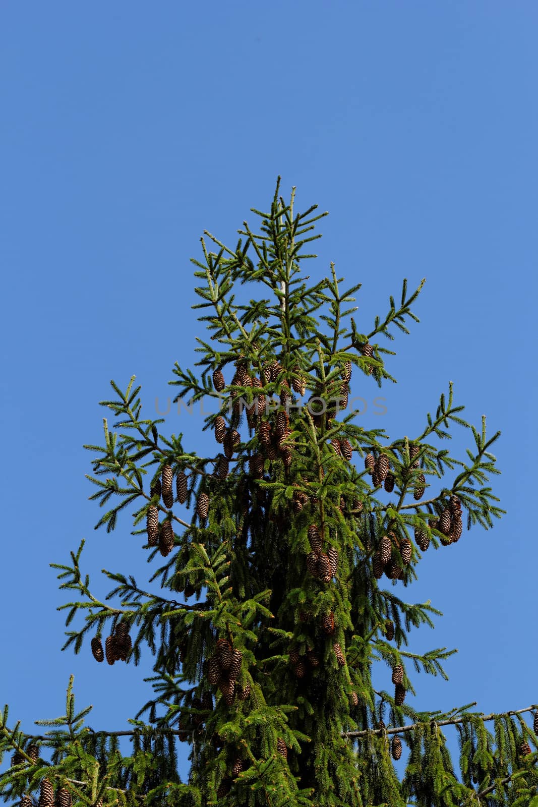 pine tree with fresh pine shoots and red pinecones