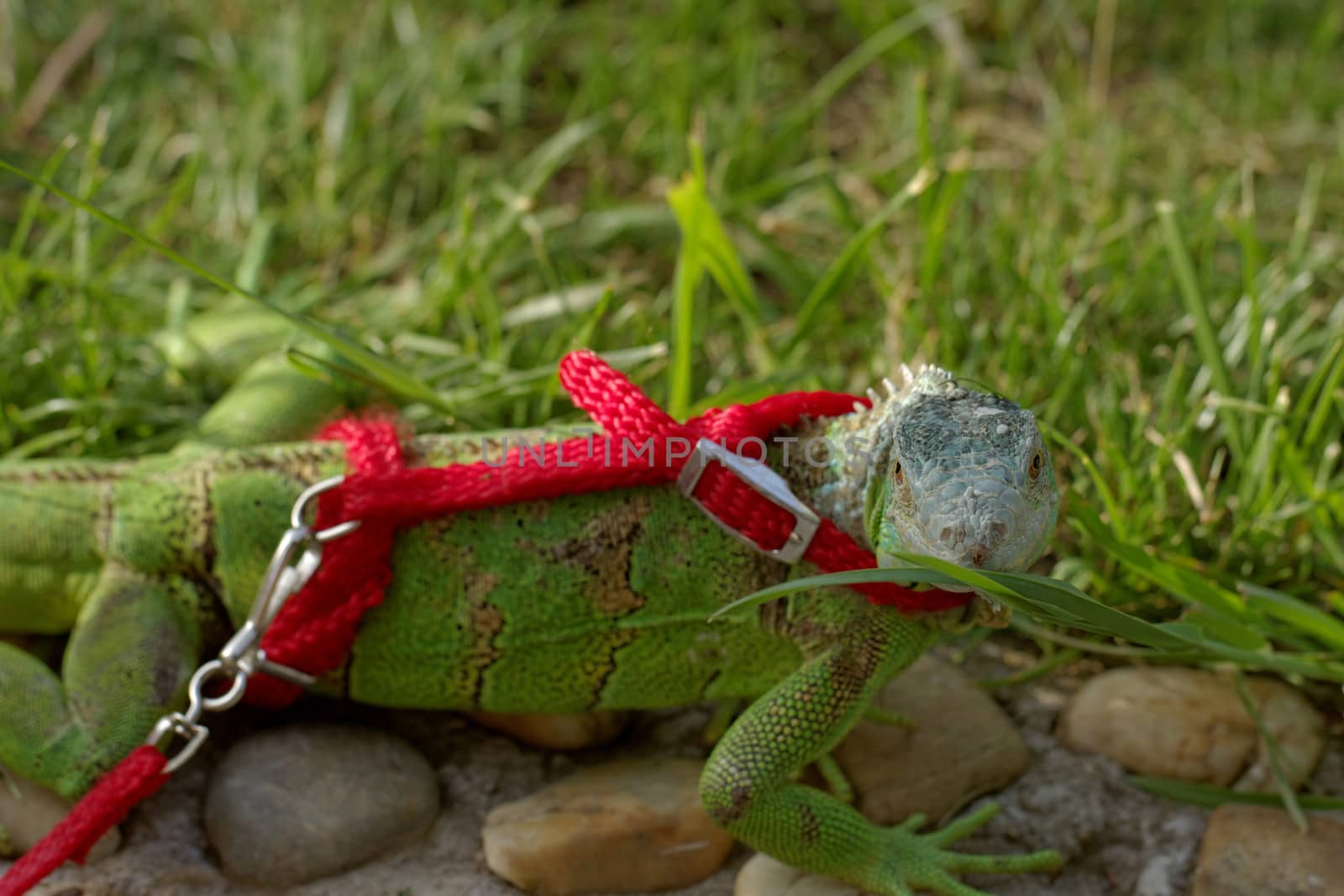 green iguana on a red leash