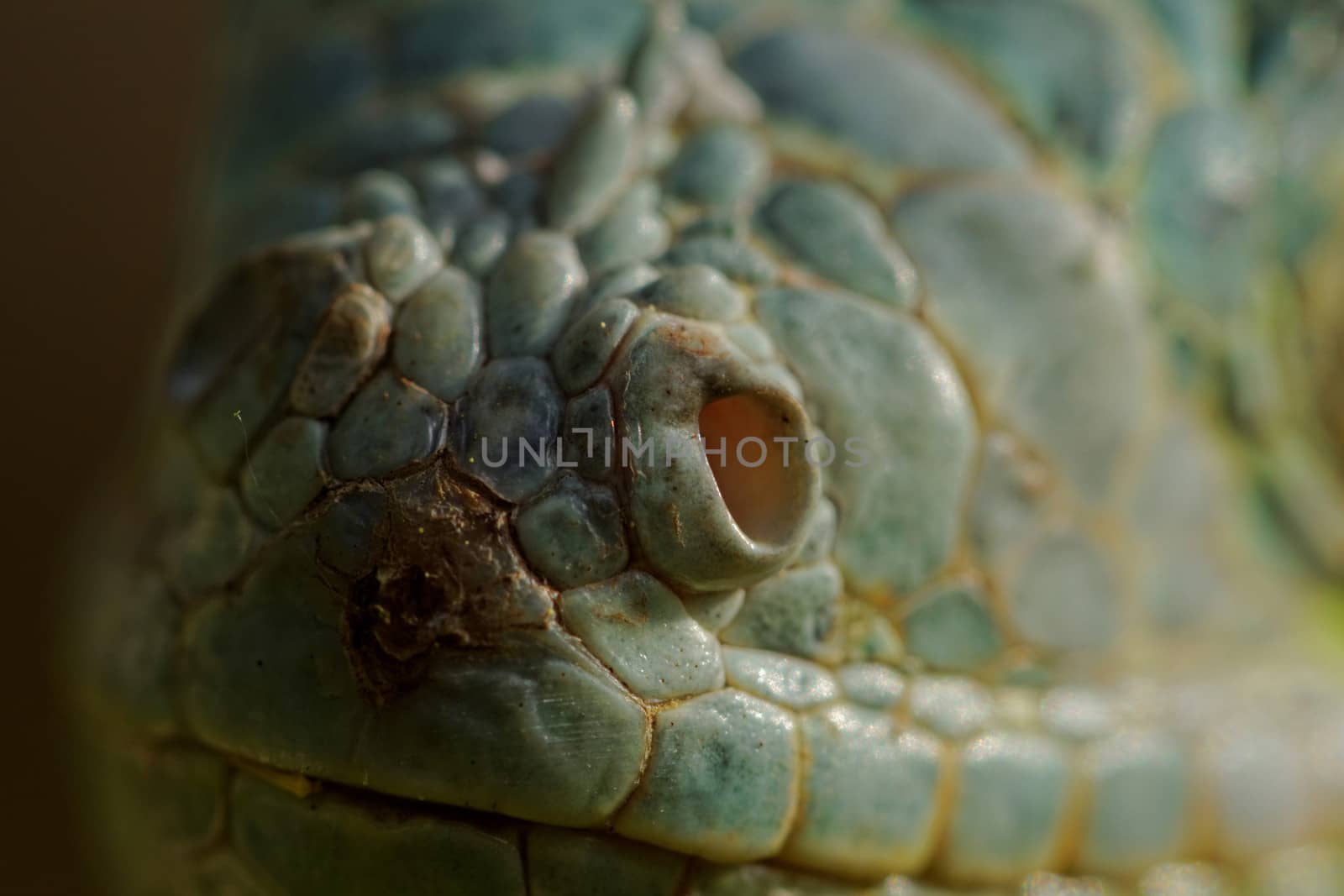 green iguana nose by NagyDodo