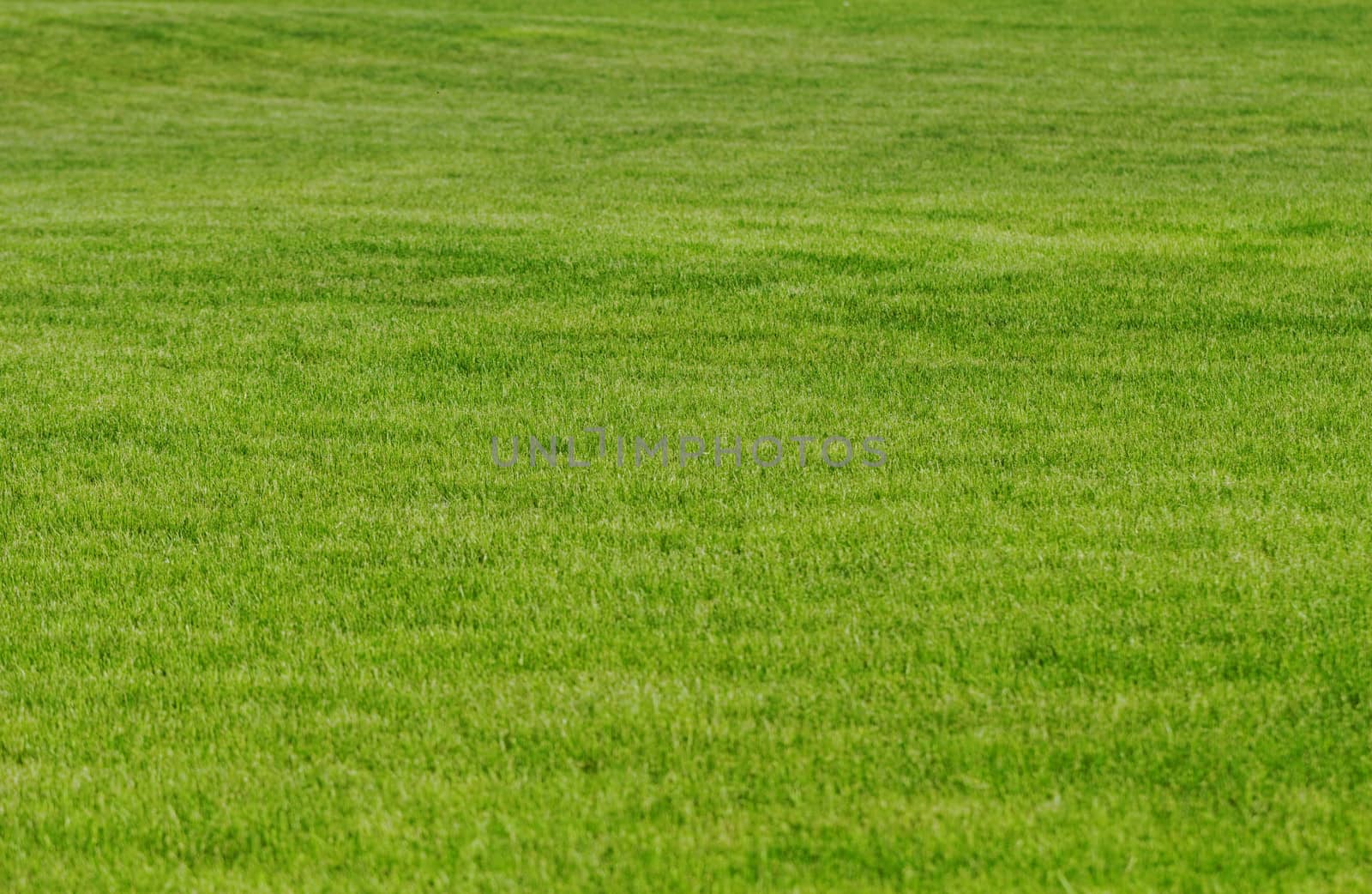 grass texture as background