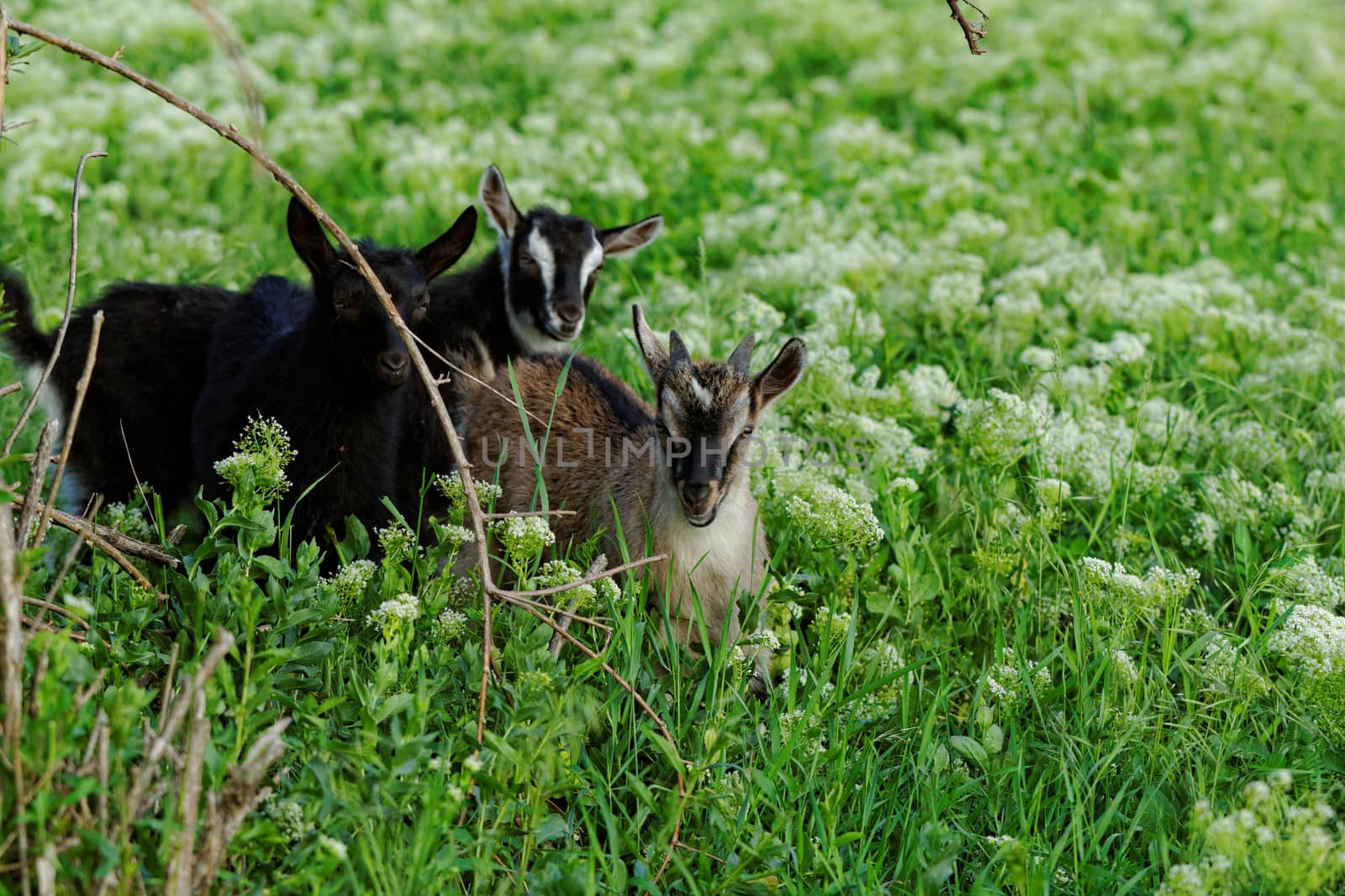 Goats grazing in the meadow