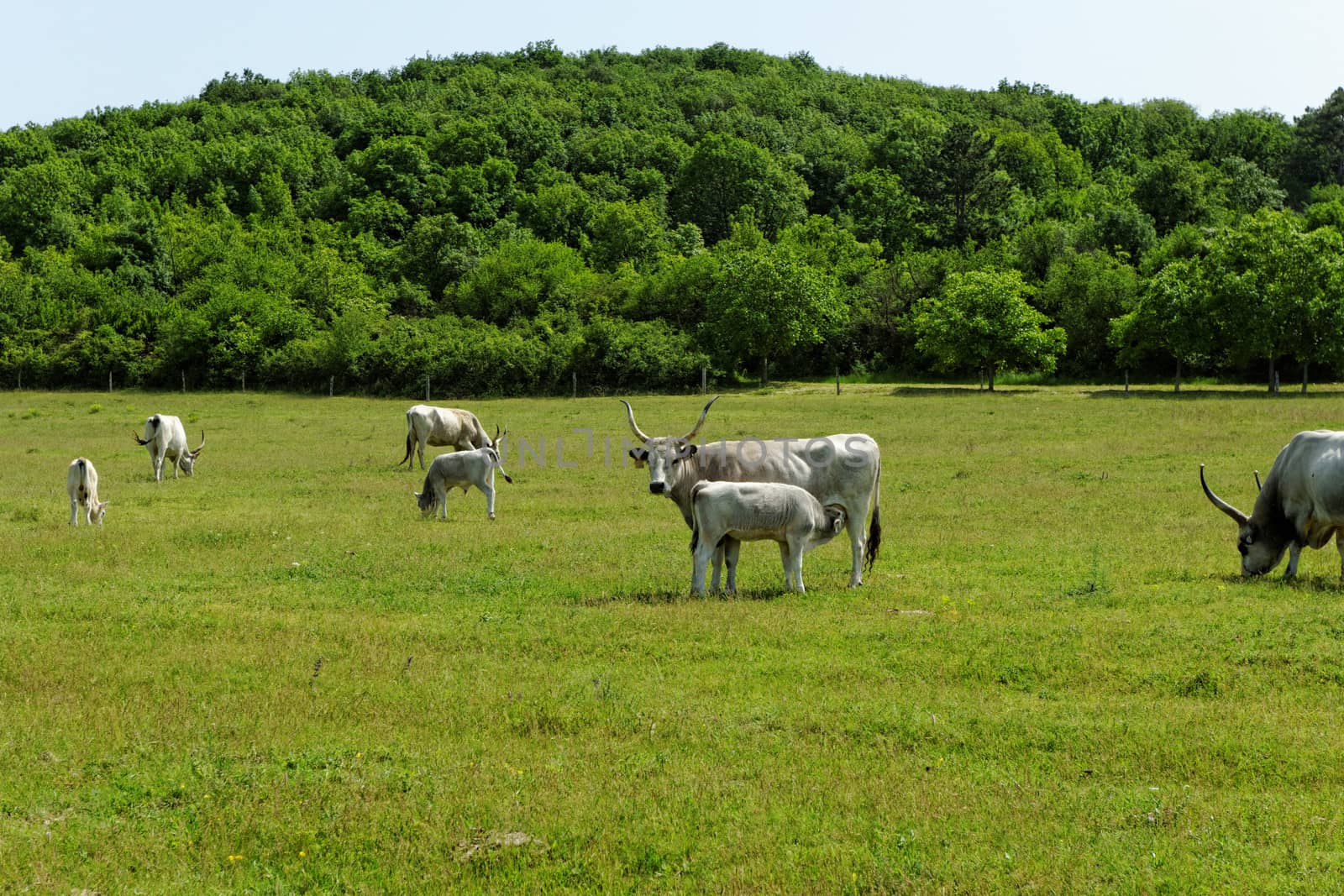 Hungarian grey cattle by NagyDodo