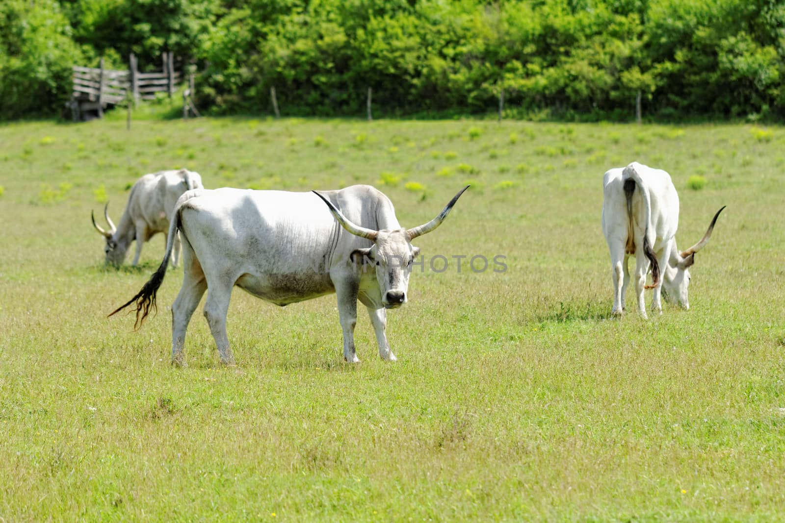 Ruminant Hungarian gray cattle bull on grass
