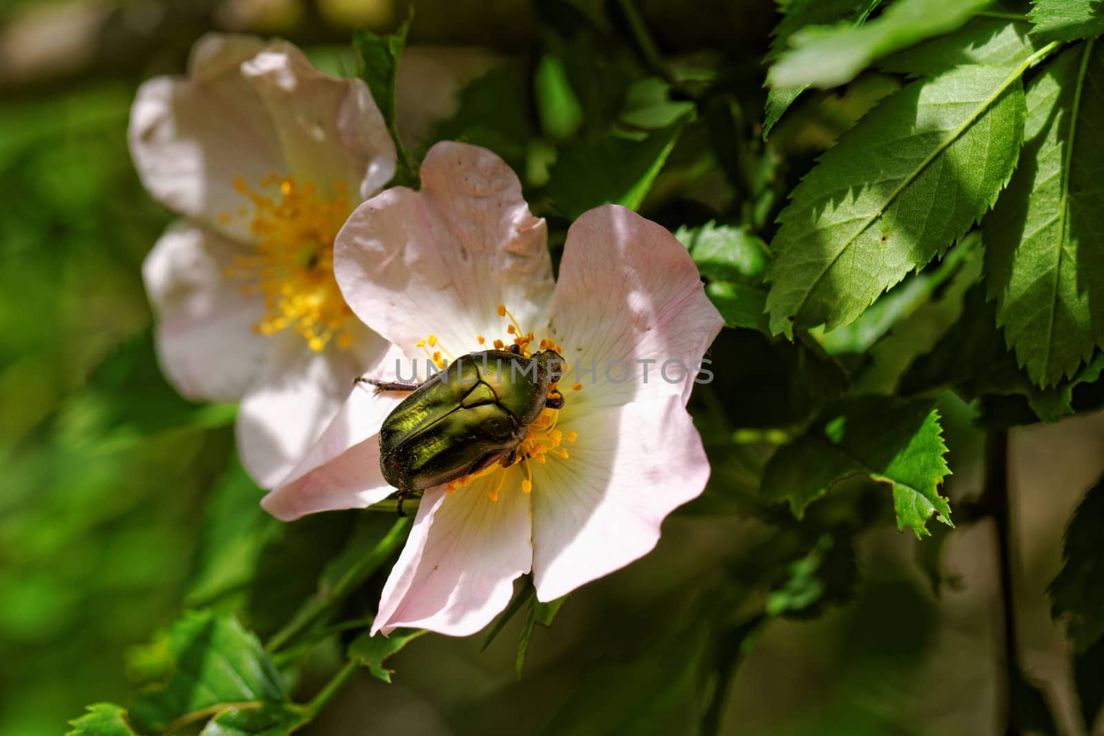 close up about copper flower beetle on flower (Protaetia fieberi)